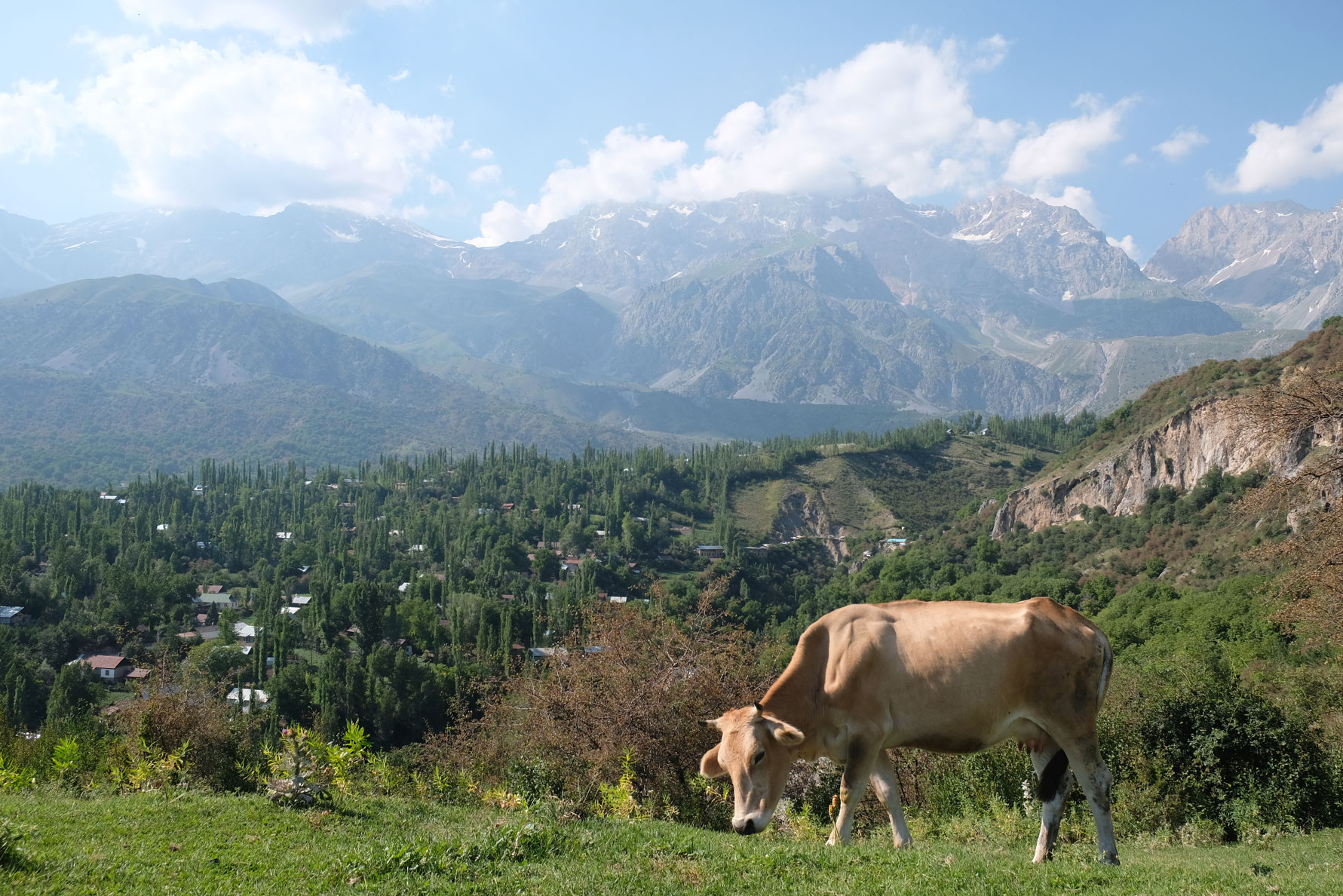 Eine Kuh grast. Im Hintergrund sieht man Arslanbob und Berge.