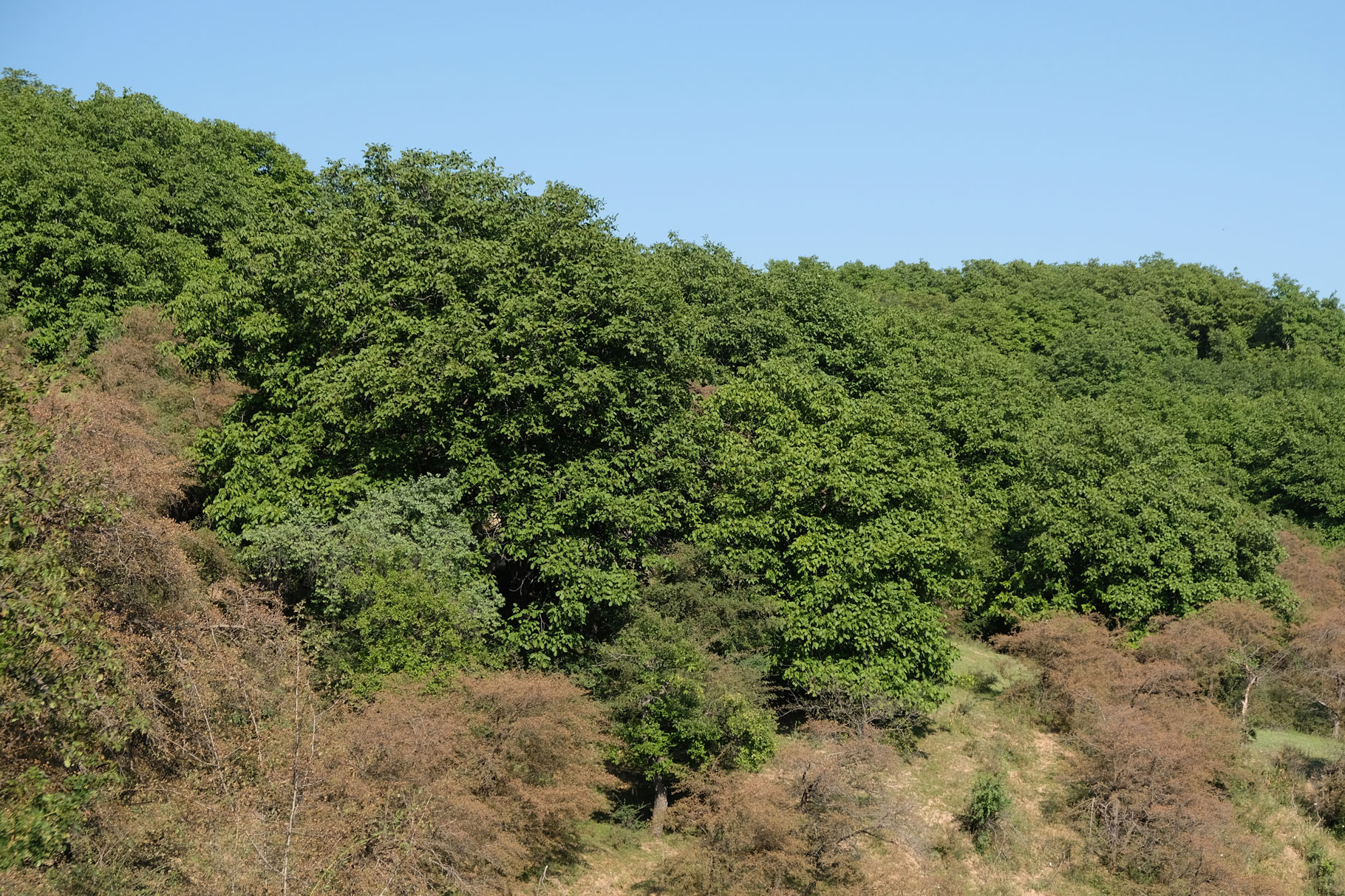 Walnusswald bei Arslanbob.