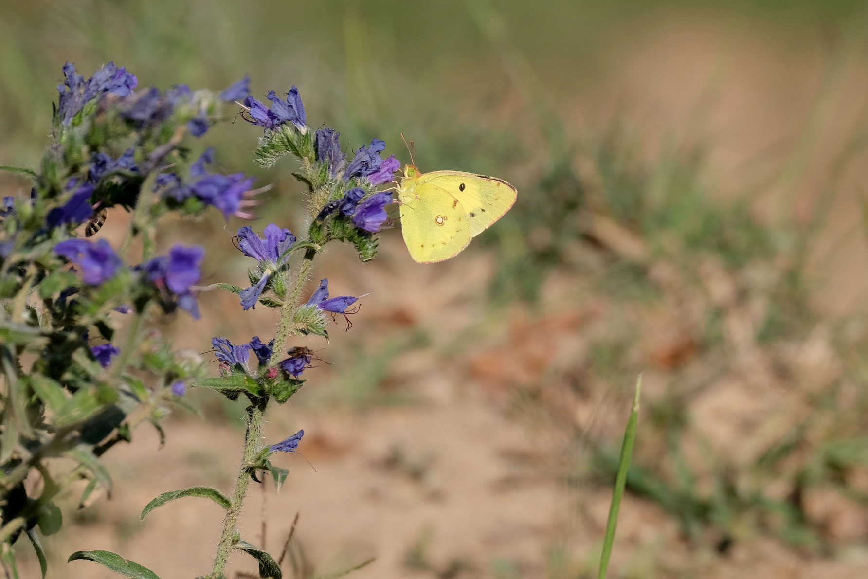 Ein gelber Schmetterling trinkt Nektar an einer blauen Blume.