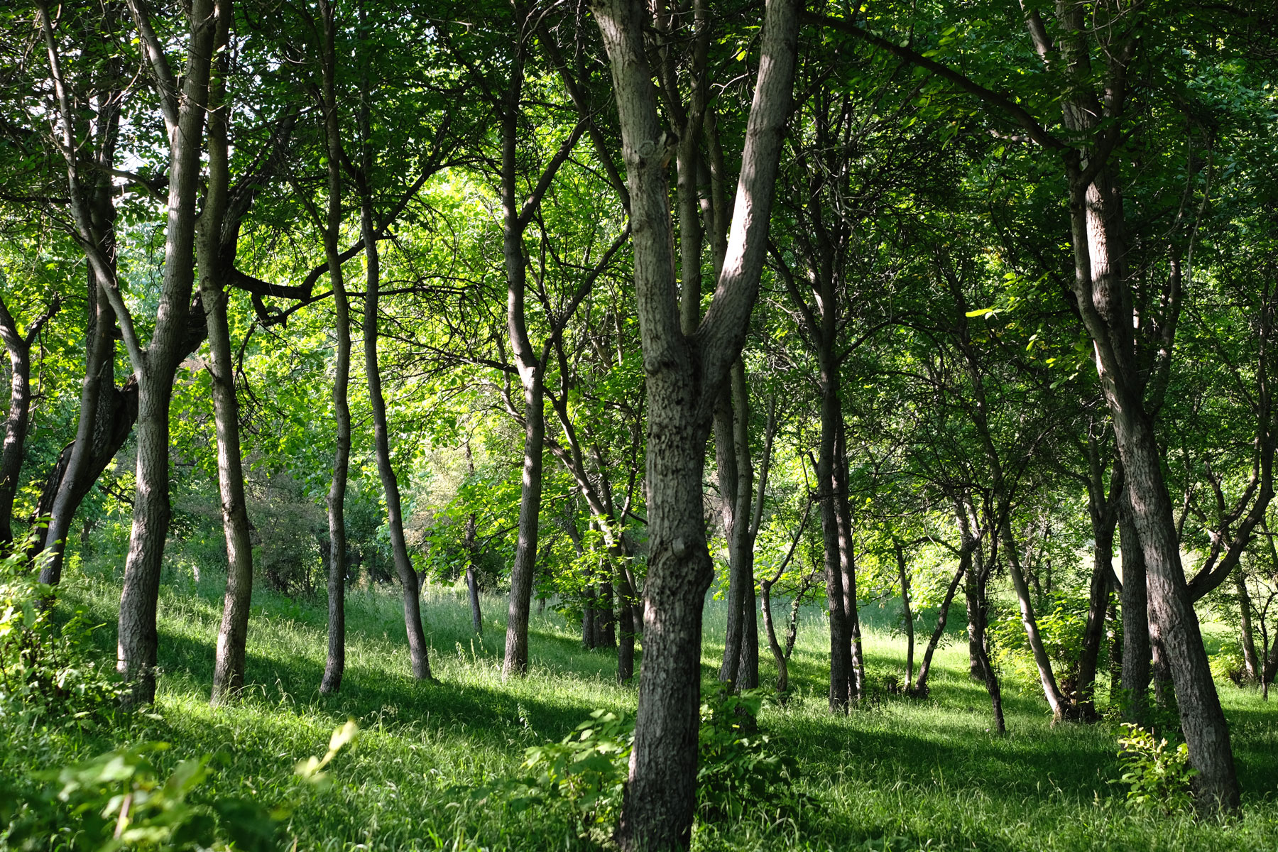 Walnusswald bei Arslanbob.