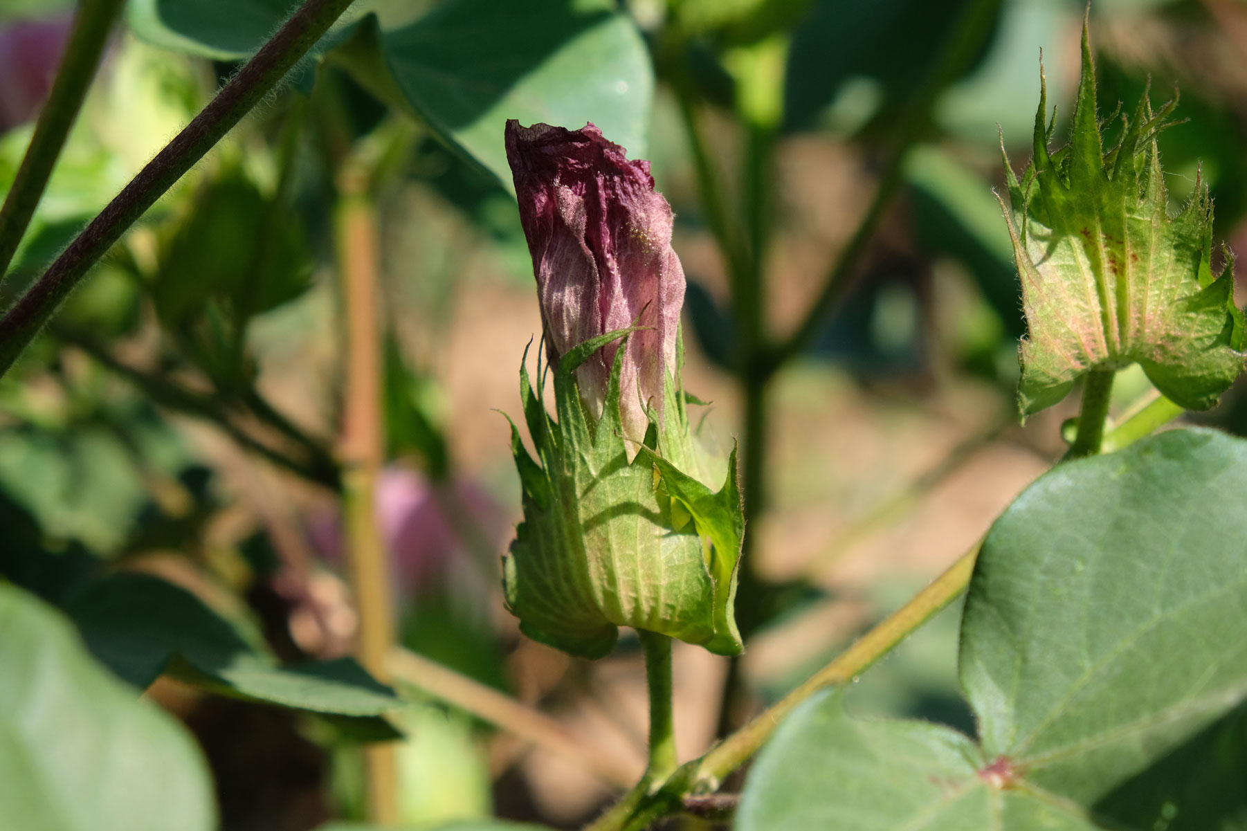 Geschlossene Blüte einer Baumwollpflanze.
