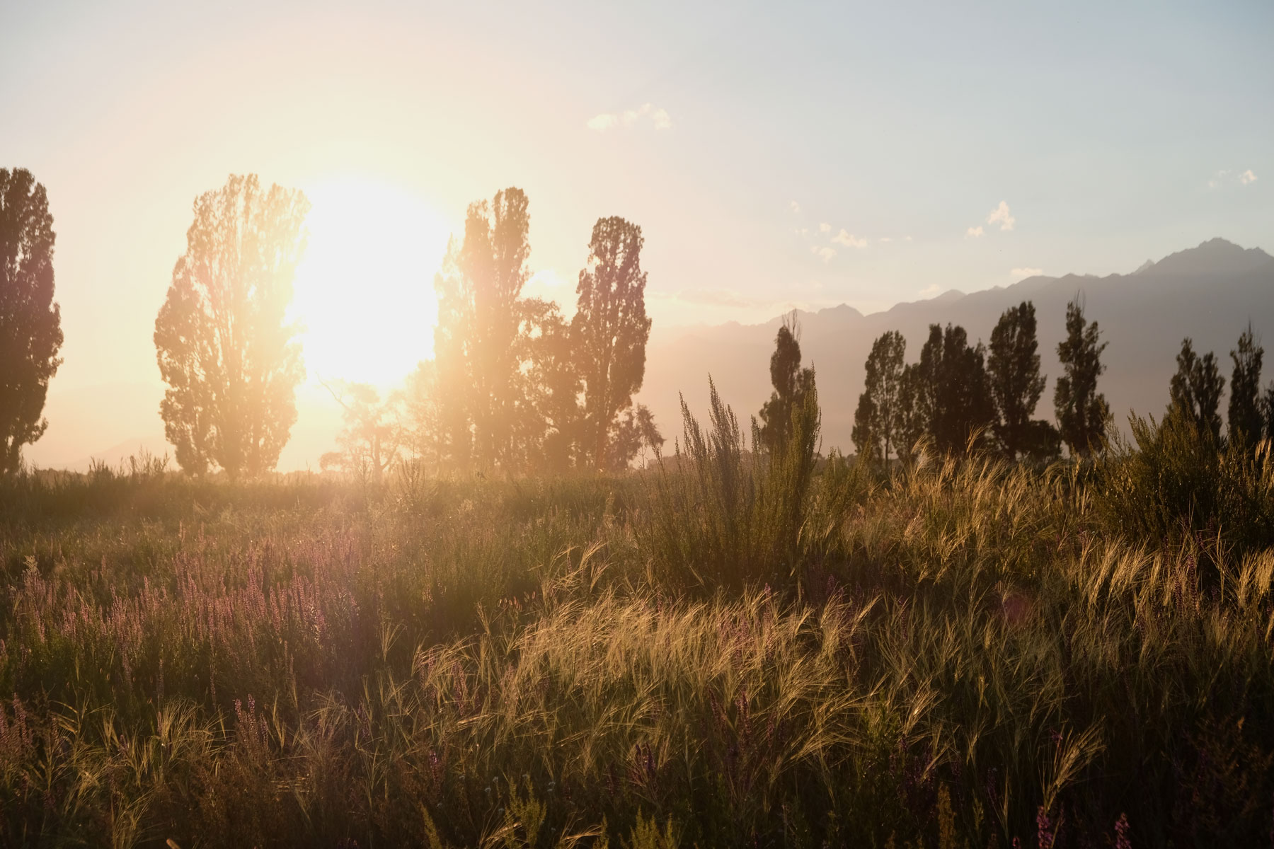 Wiese im Licht des Sonnenuntergangs.