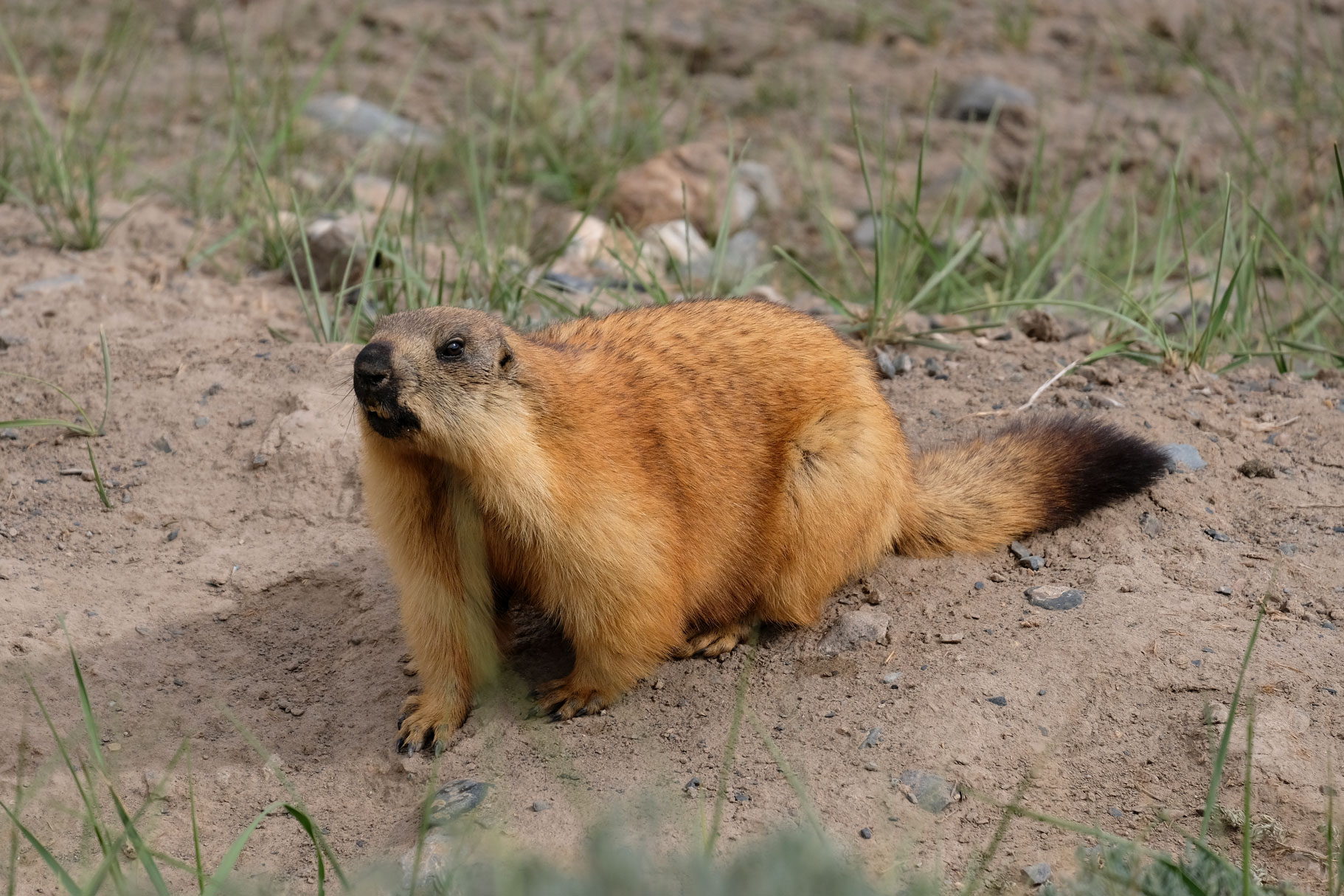 Murmeltier auf dem Pamir Highway.