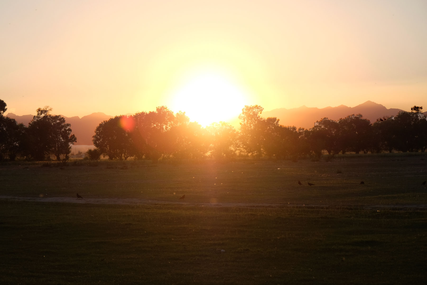 Sonnenuntergang über Bäumen.