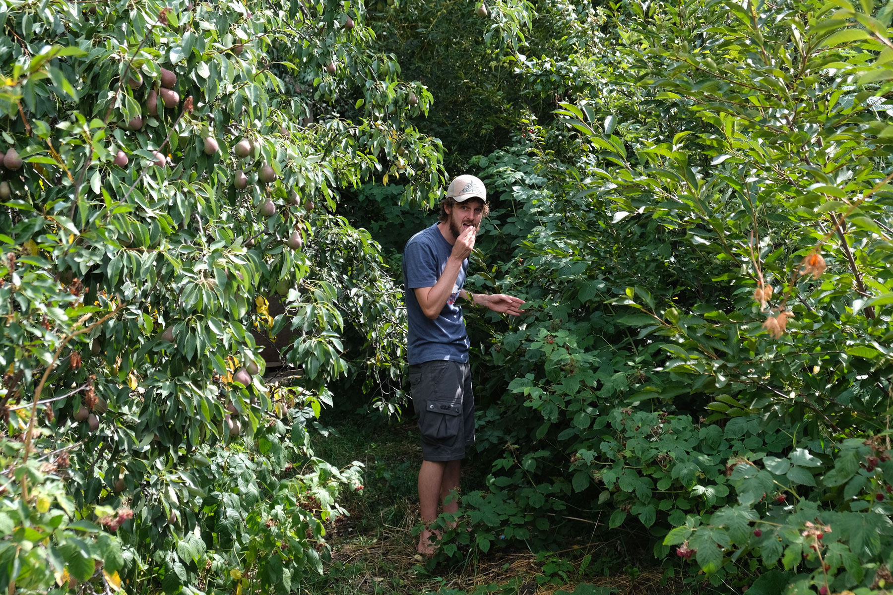 Sebastian isst Himbeeren von einem Strauch.