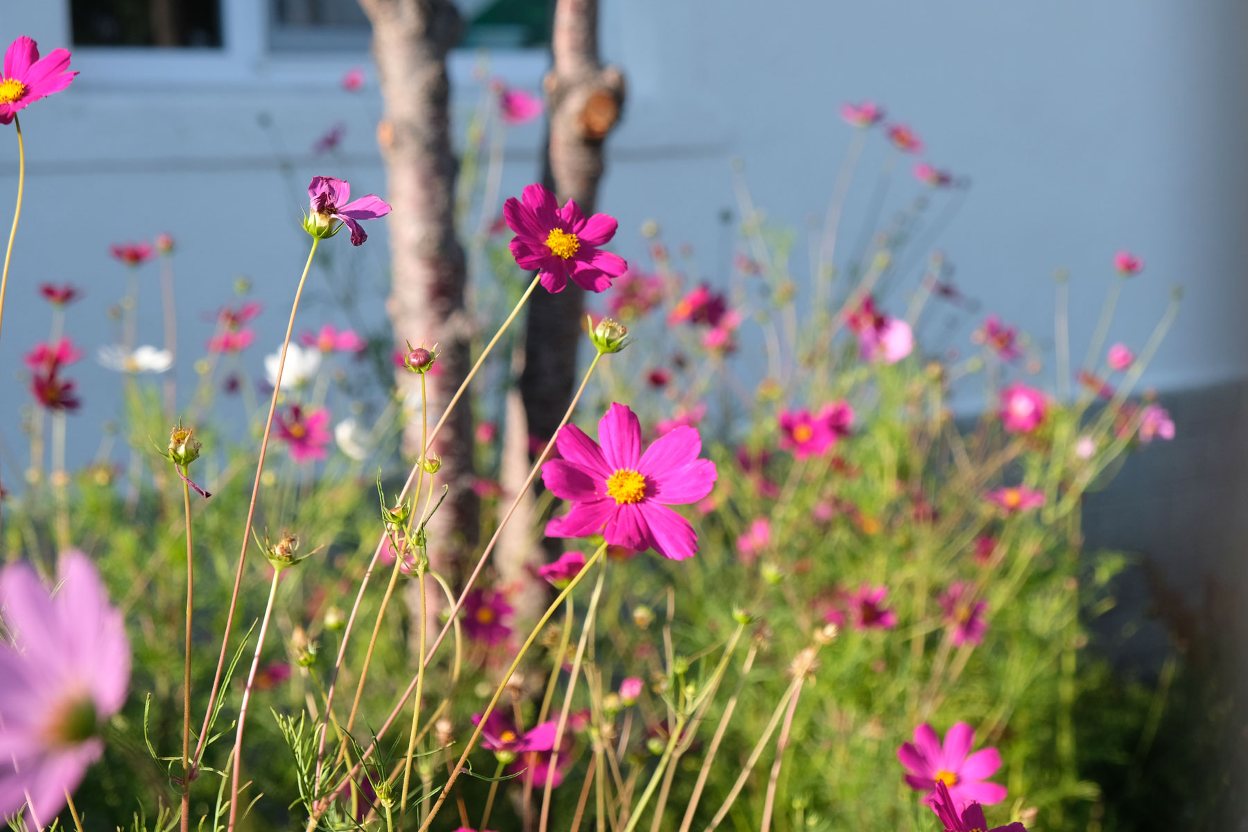 Ein Garten mit pinken Blumen.