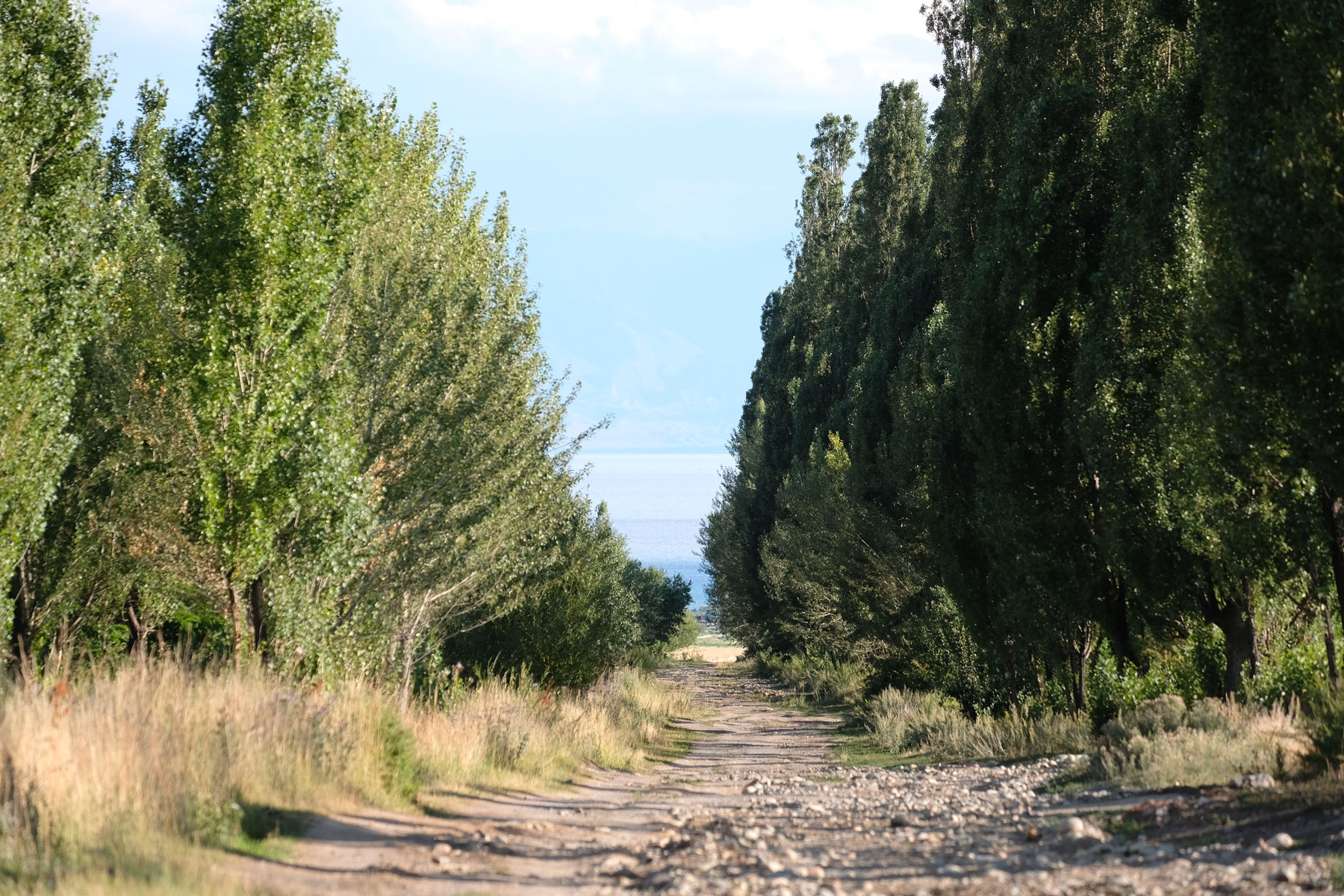 Allee mit Feldweg.