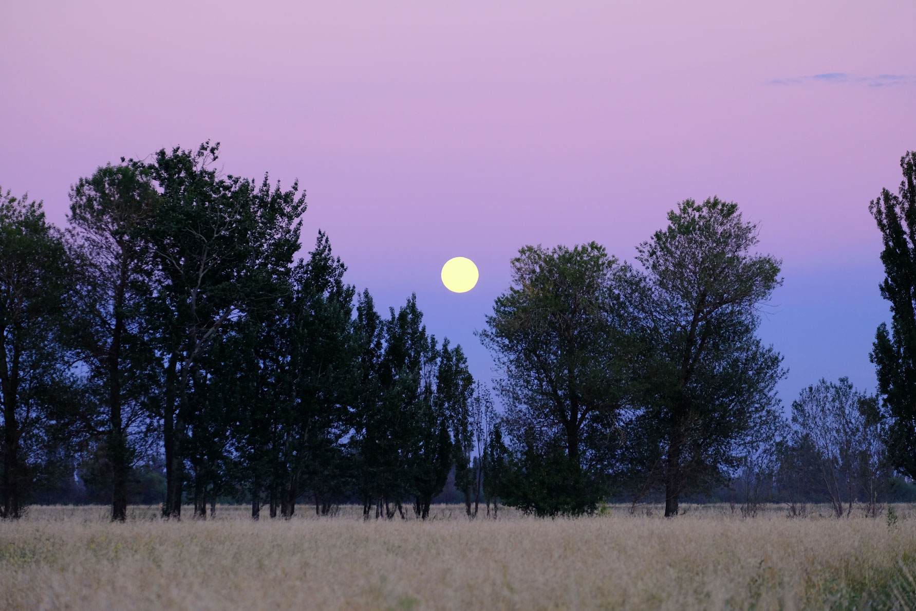 Vollmond zwischen Bäumen.