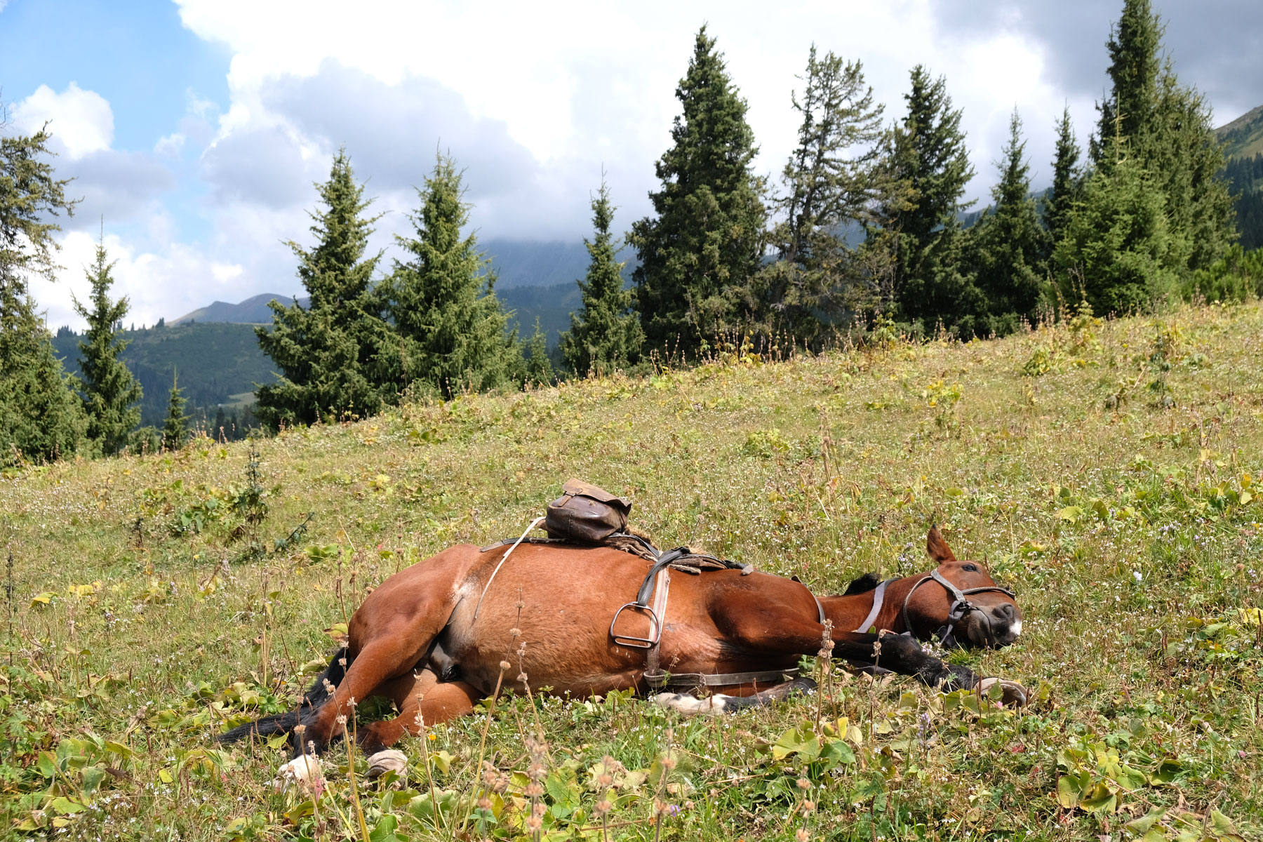 Ein Pferd liegt auf einer Wiese.