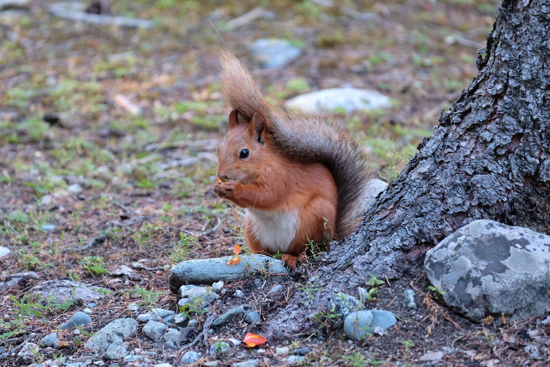 Ein Eichhörnchen sitzt neben einem Baustamm und isst.