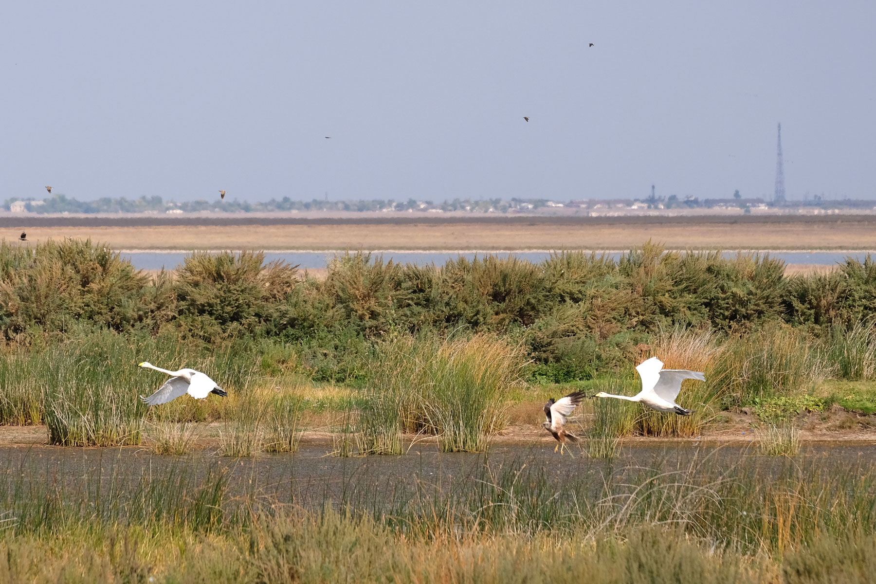 Schwäne in der kasachischen Steppe.