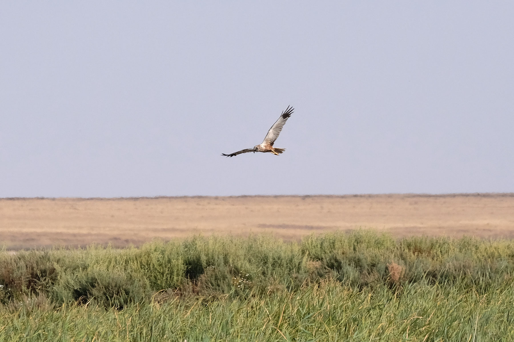 Wildvogel in der kasachischen Steppe.