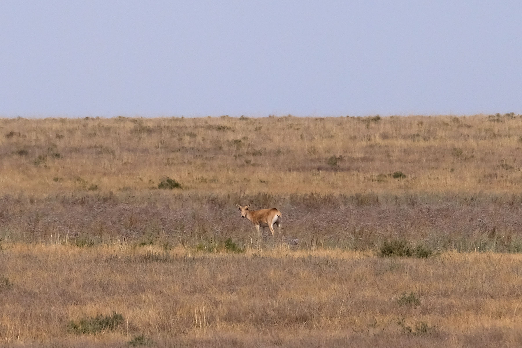 Saiga-Antilope in der kasachischen Steppe.