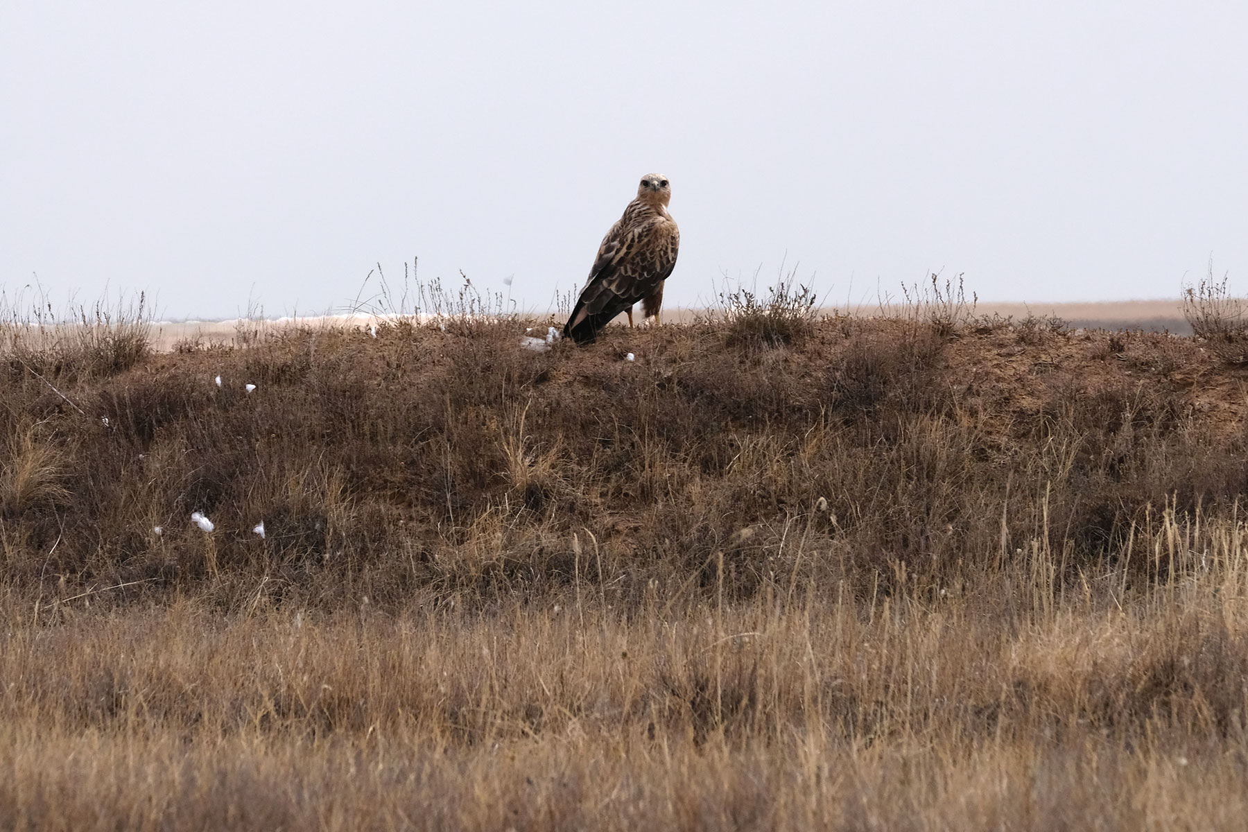 Ein Greifvogel sitzt auf einer Wiese.