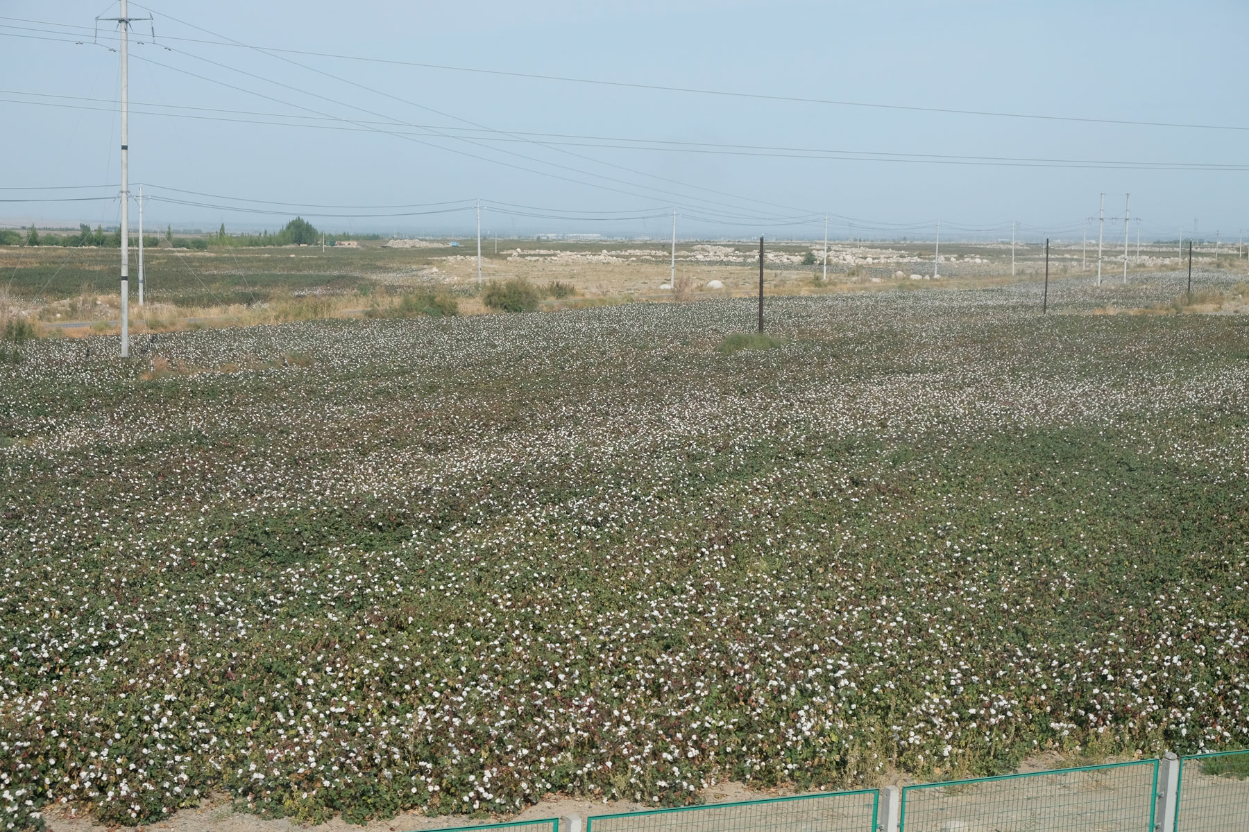 Baumwollfeld in Xinjiang.
