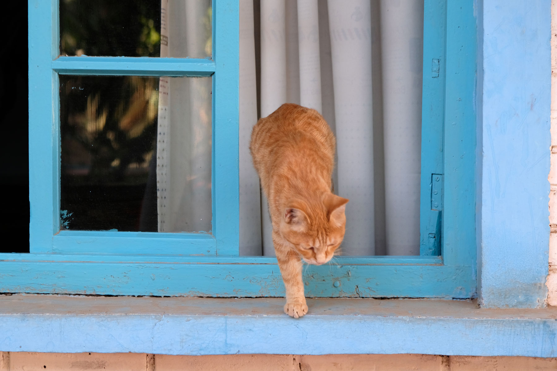 Eine Katze steigt aus einem Fenster.