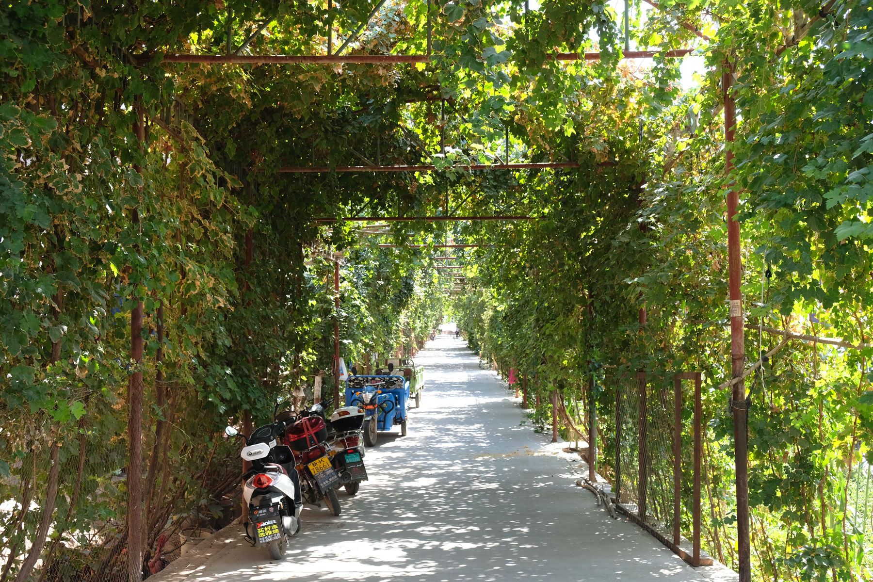 Trauben-Allee in Turpan in Xinjiang.