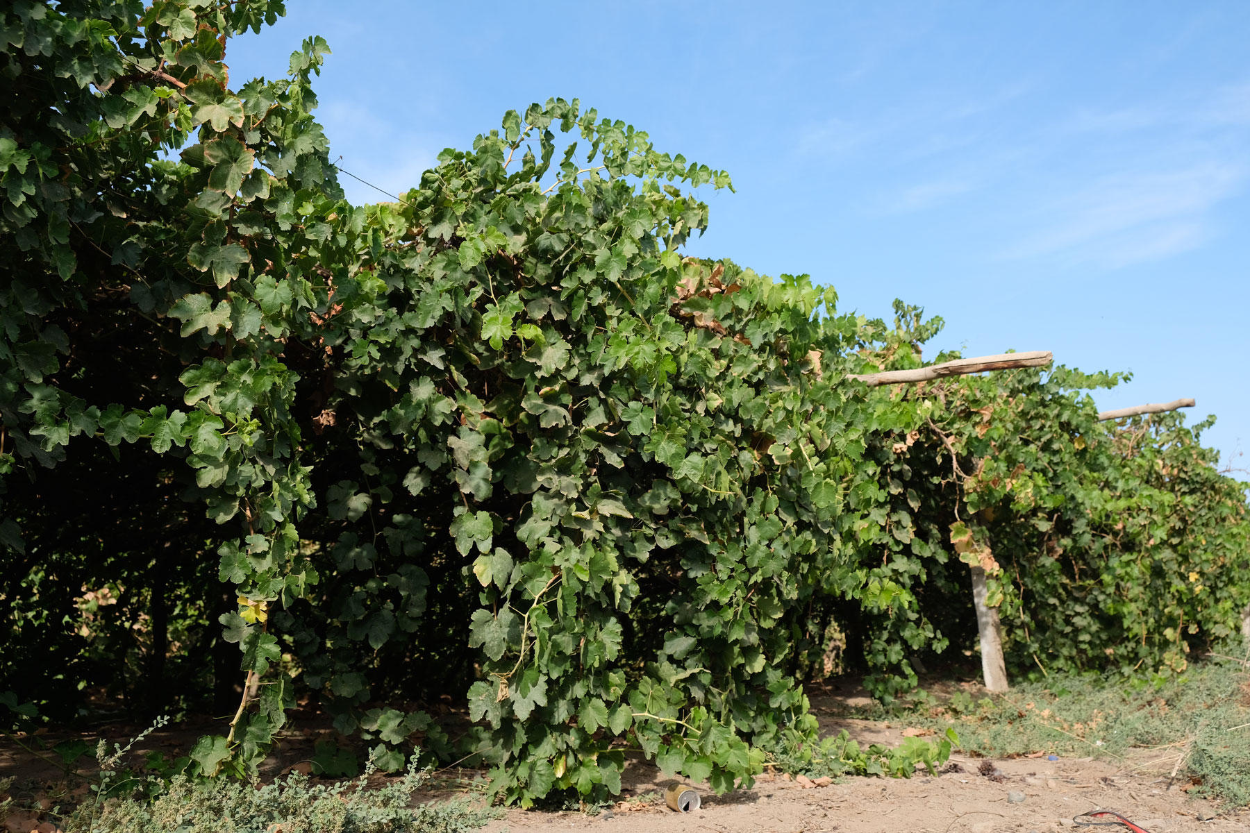 Weinreben in Turpan.