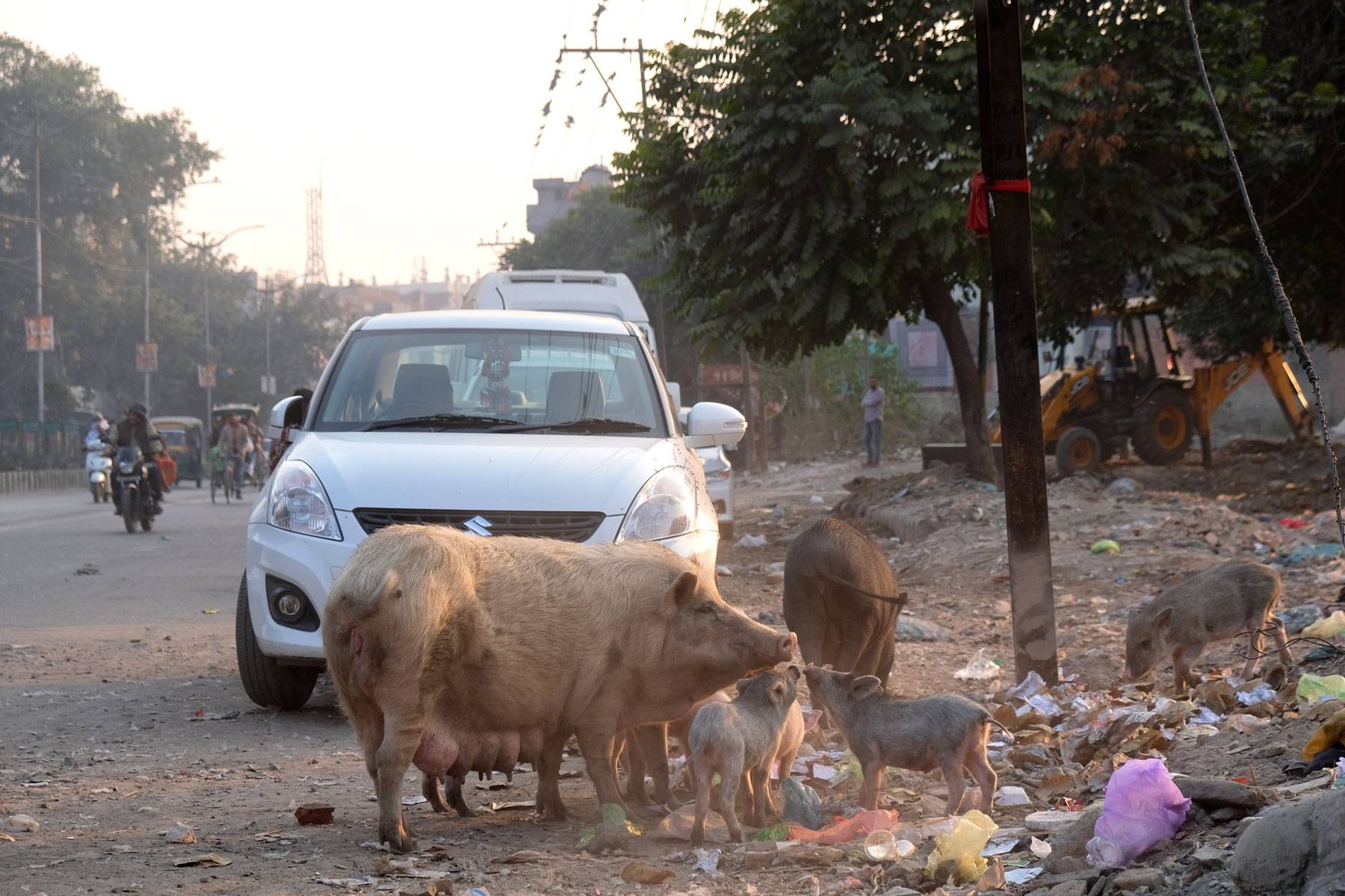 Schweine fressen Müll in Amritsar.