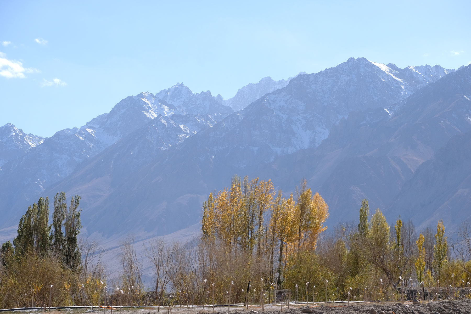Bäume mit Herbstlaub vor hohen Bergen des Karakorum Gebirges.
