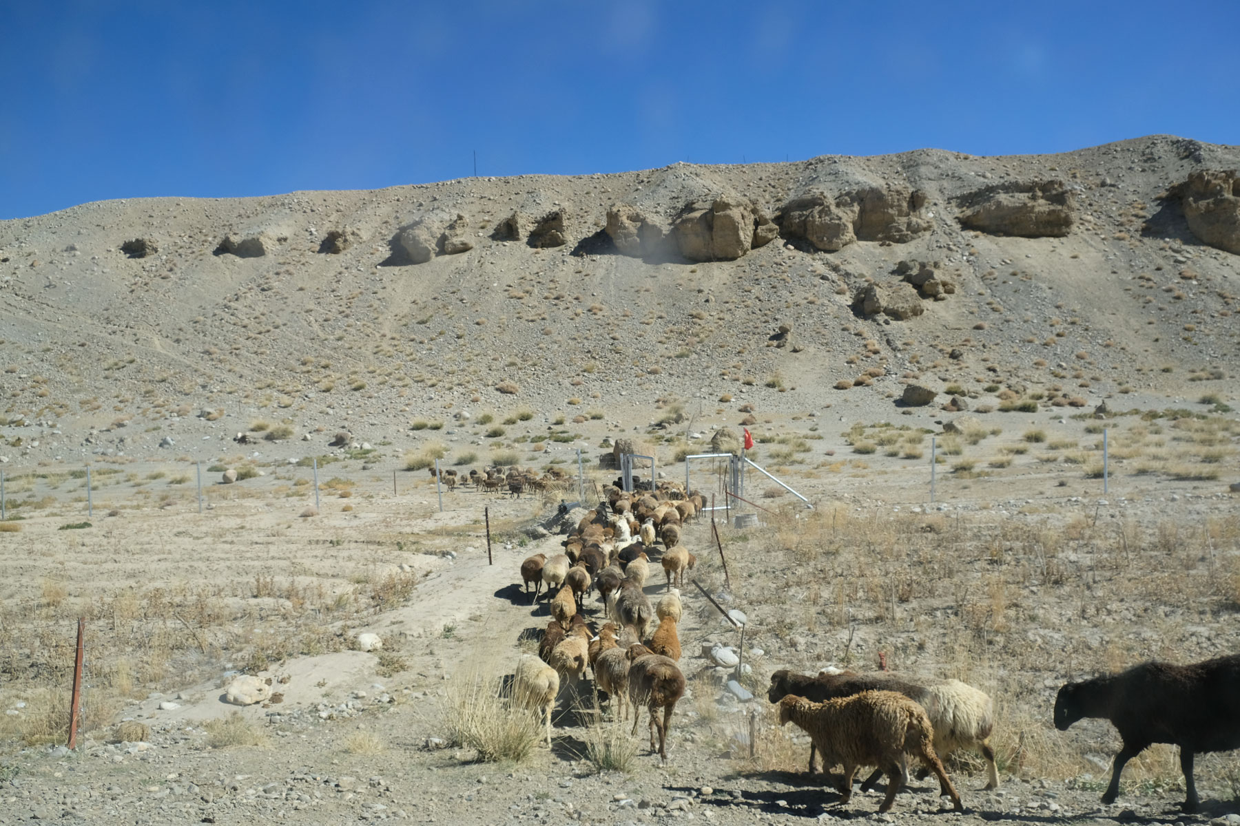 Schafe auf einem Feldweg am Karakorum Highway.