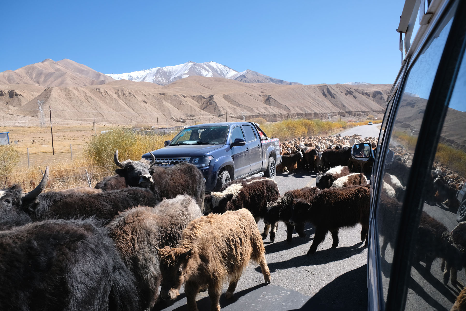 Ein Auto inmitten einer Herde Yaks auf dem Karakorum Highway.