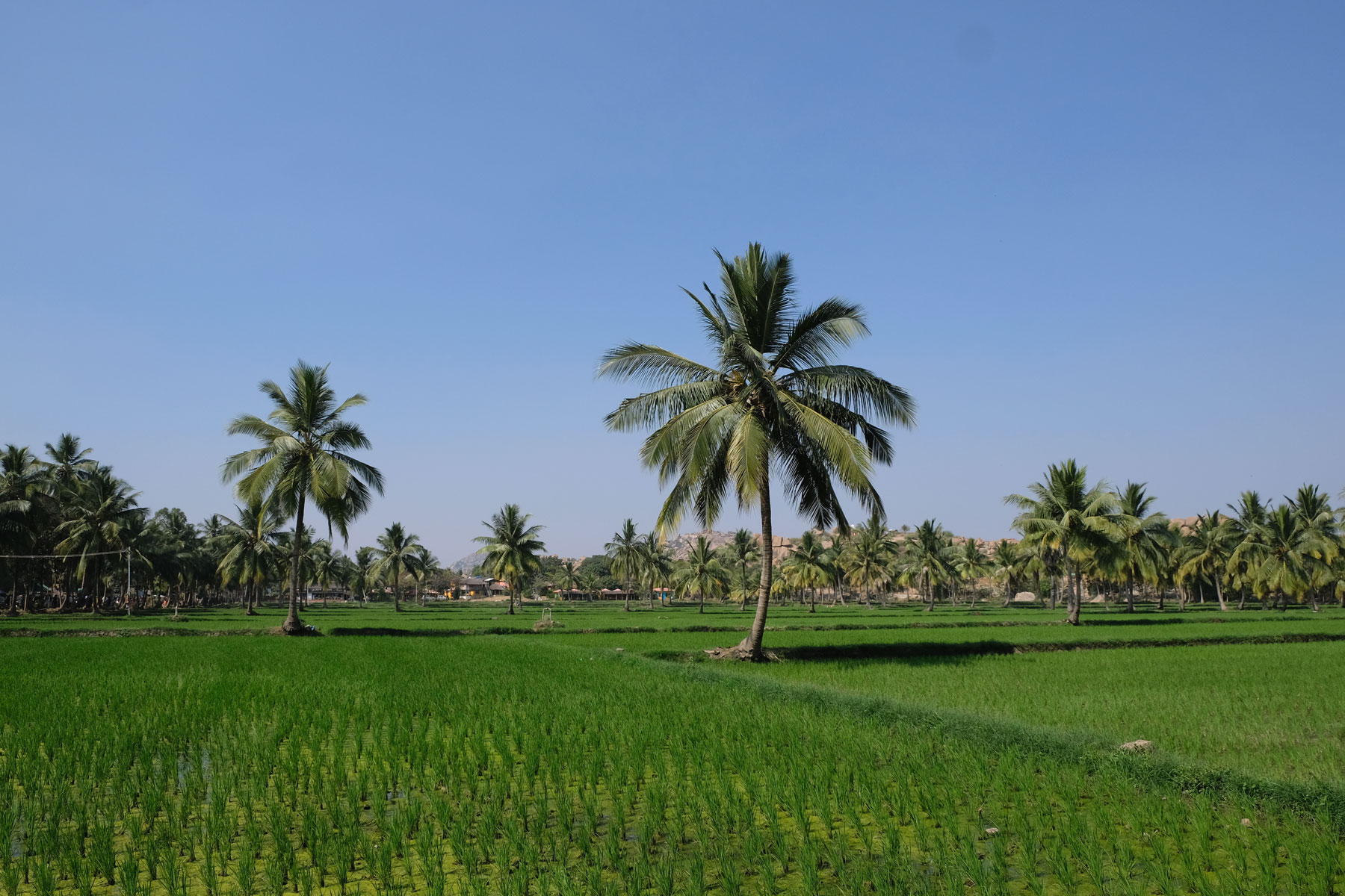 Reisfeld und Palmen in Hampi.