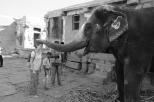 Ein Elefant legt seinen Rüssel auf Leos Kopf.