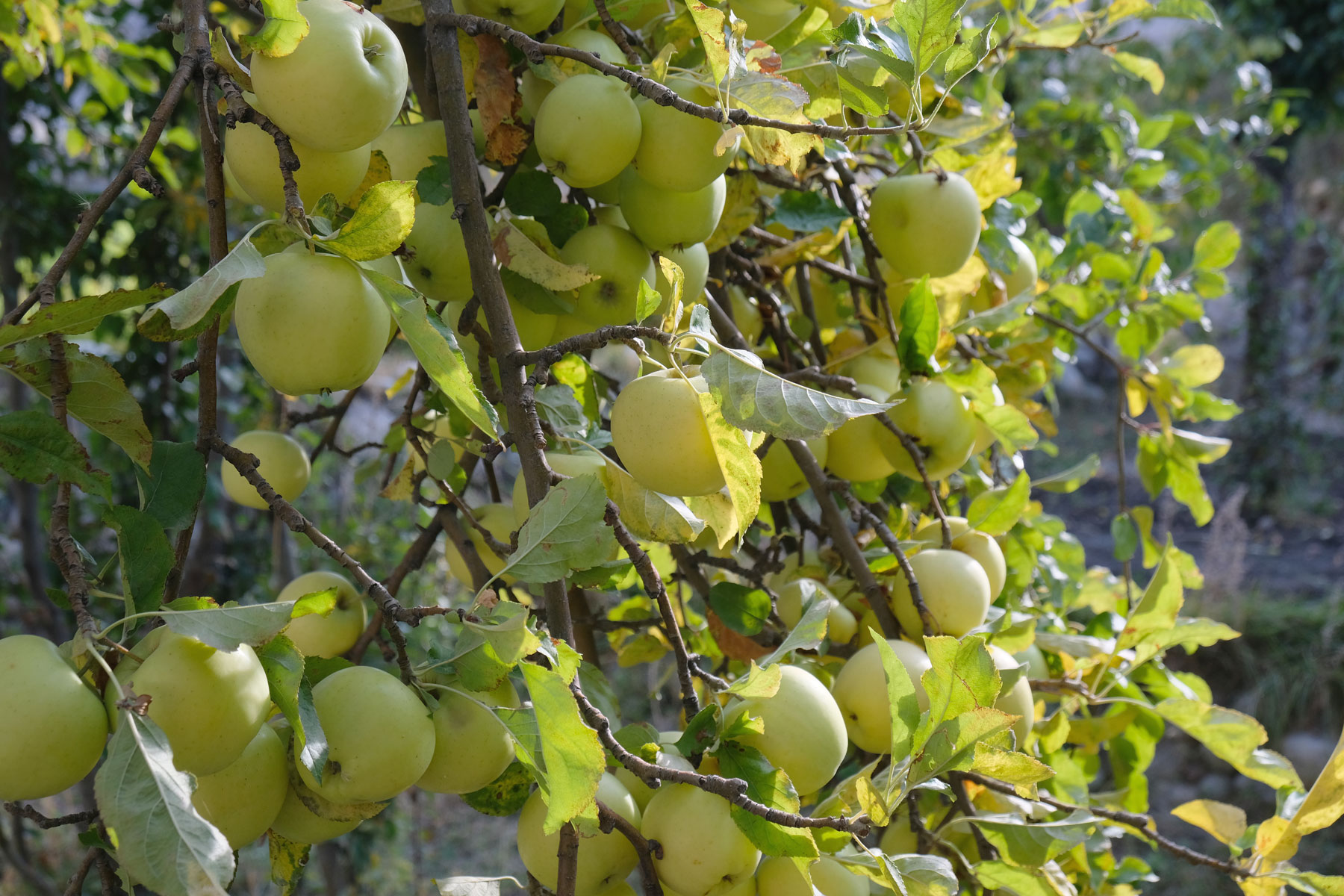 Äpfel an einem Apfelbaum.