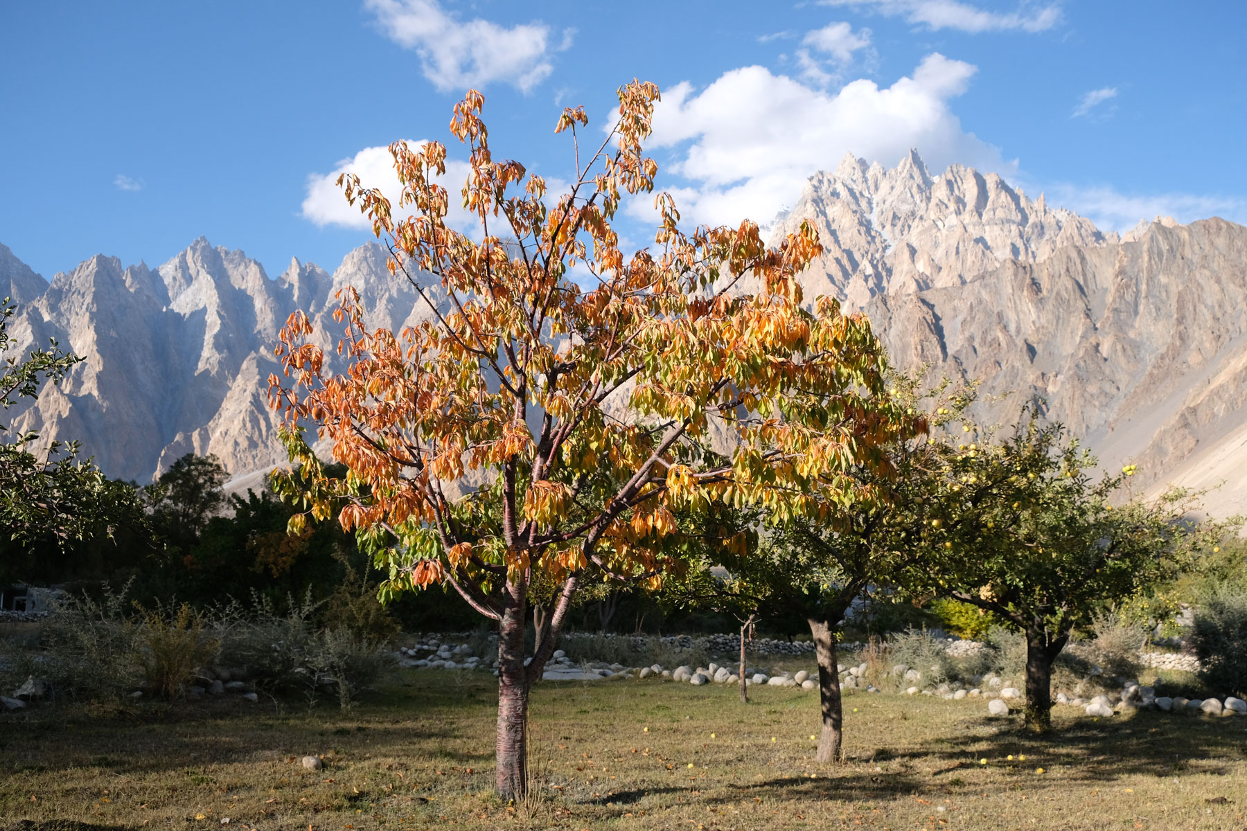 Apfelbäume in Passu.