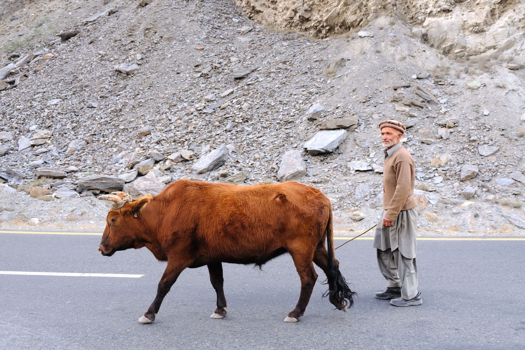 Ein pakistanischer Mann treibt eine Kuh über den Karakorum Highway.