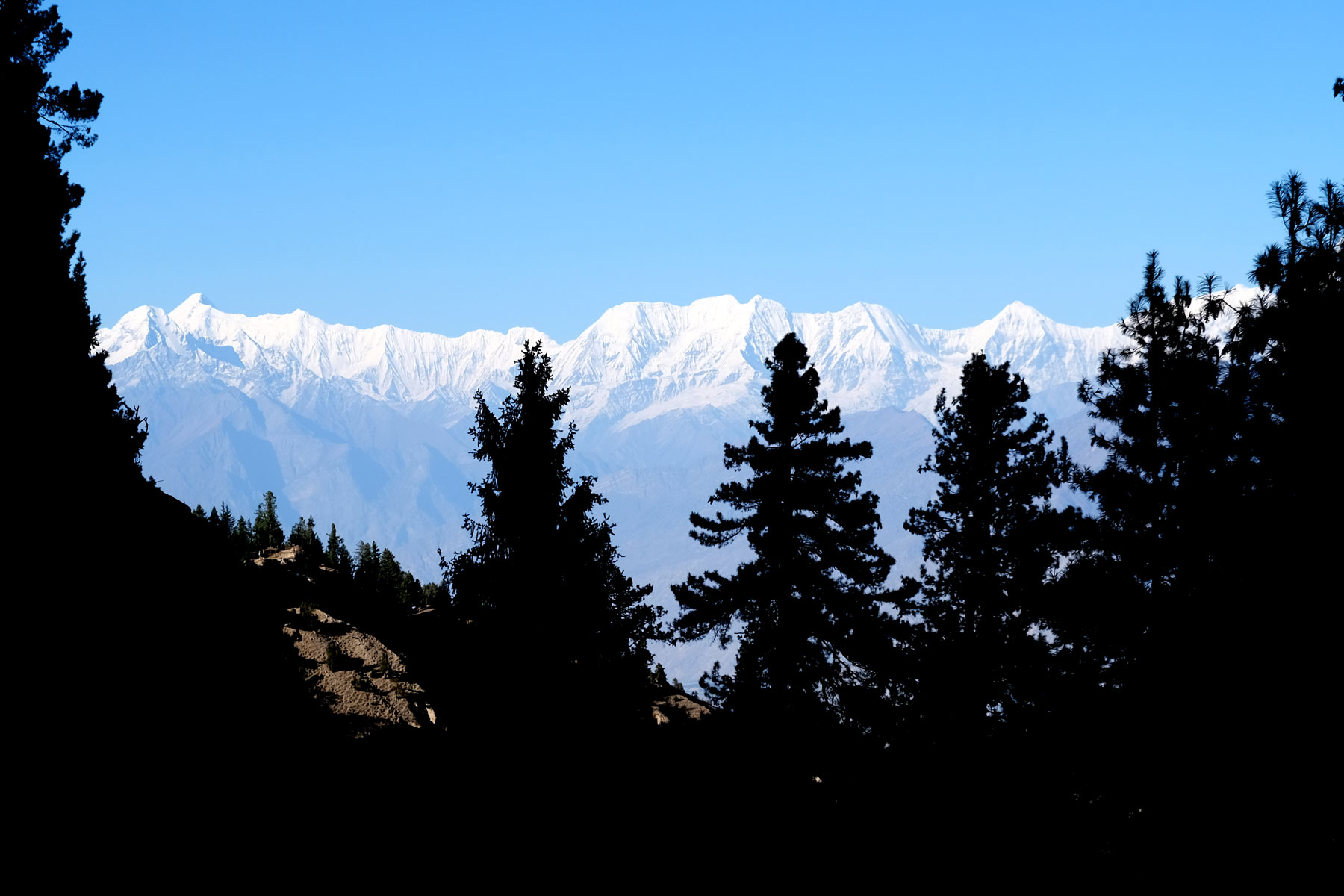 Schneebedeckte Berge vor Nadelbäumen.