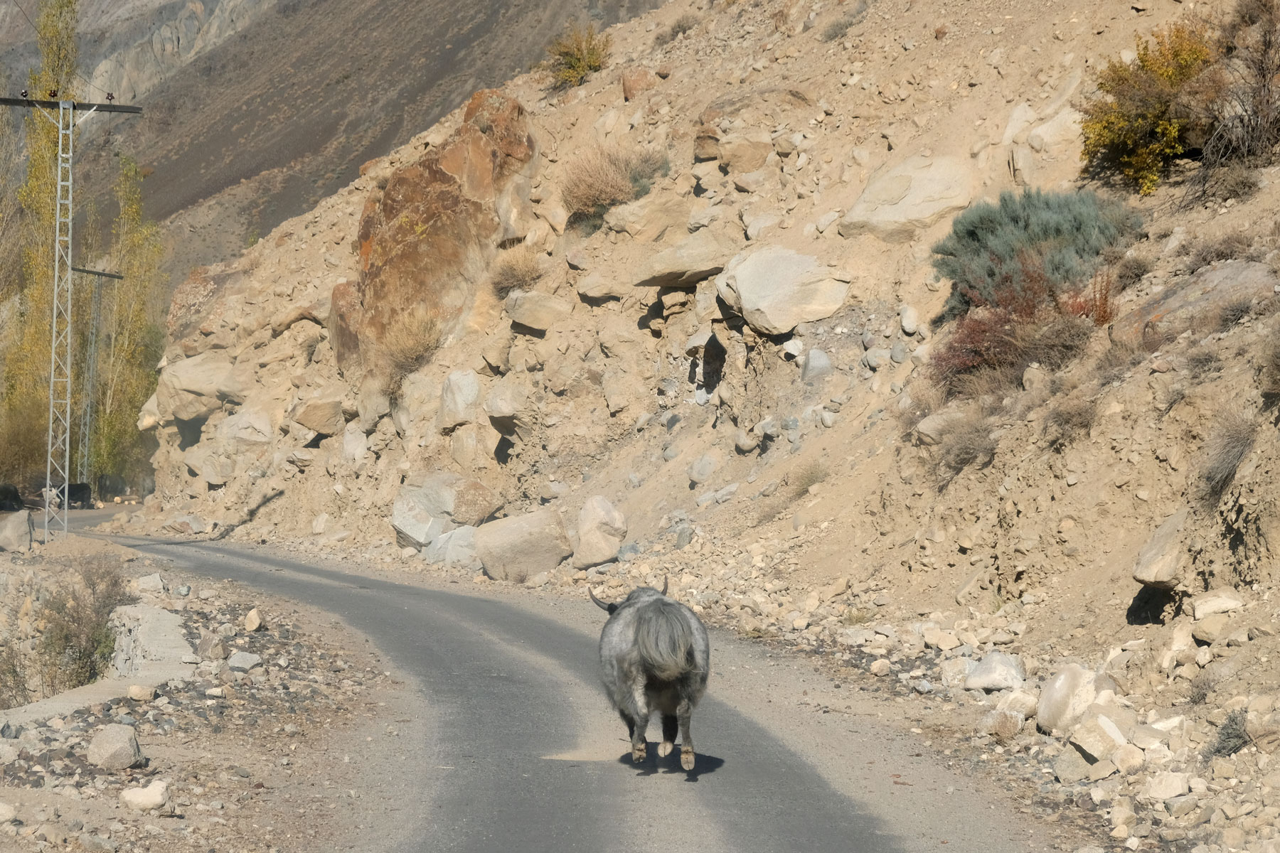 Ein Yak rennt auf einer Straße in den Deosai Plains.