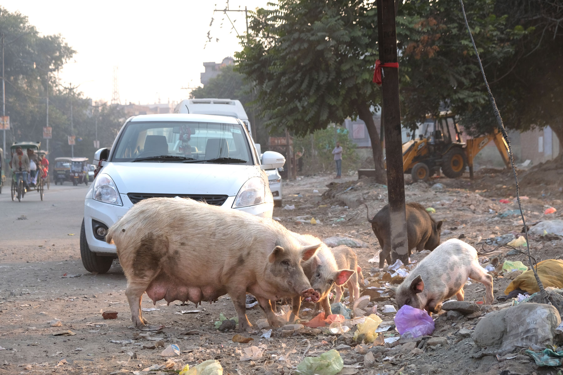 Ein Schwein sucht mit Ferkeln im Müll nach Essbarem.