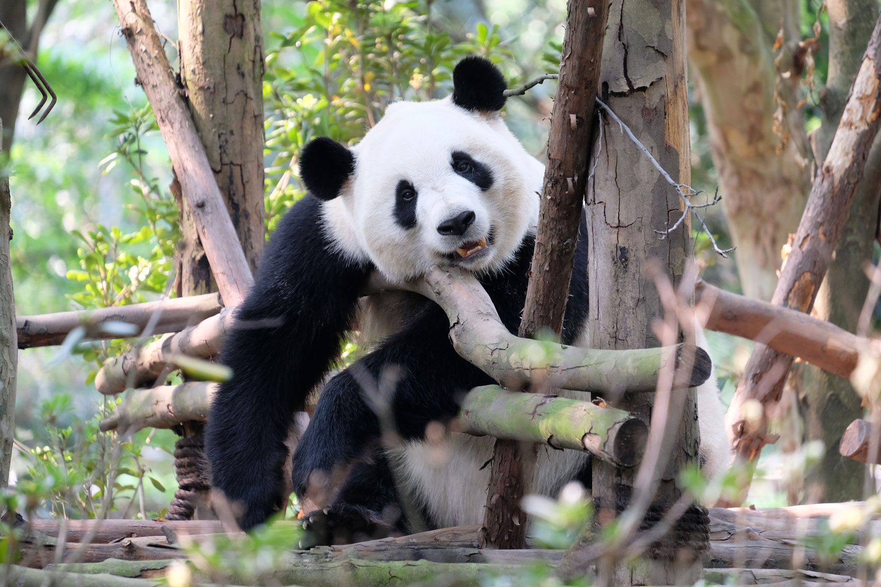 Ein Panda hängt in Chengdu auf einem Holzgerüst.