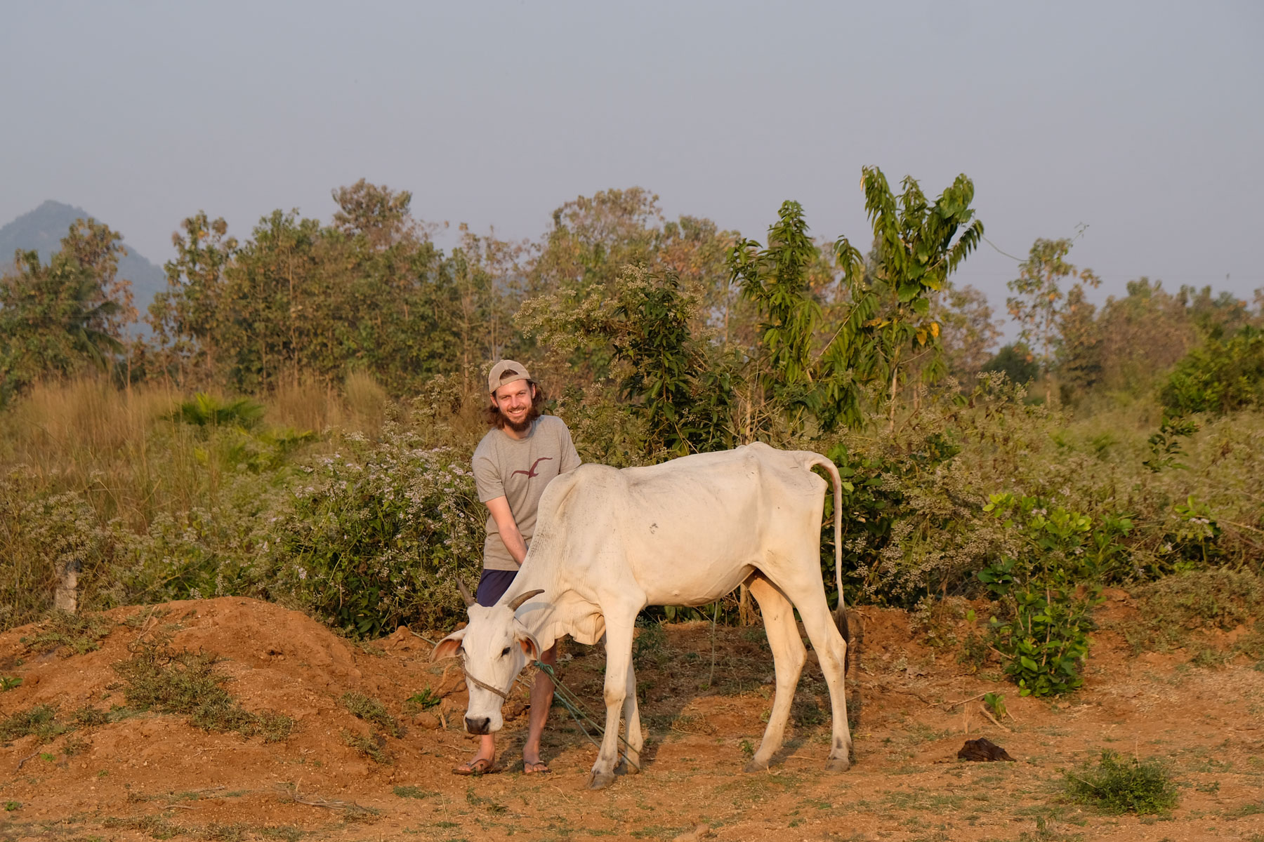 Sebastian mit einer weißen indischen Kuh auf einer Farm für Permakultur.