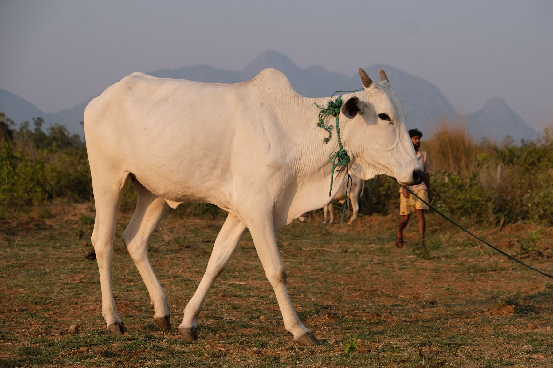 Eine weiße indische Kuh auf einer Wiese.