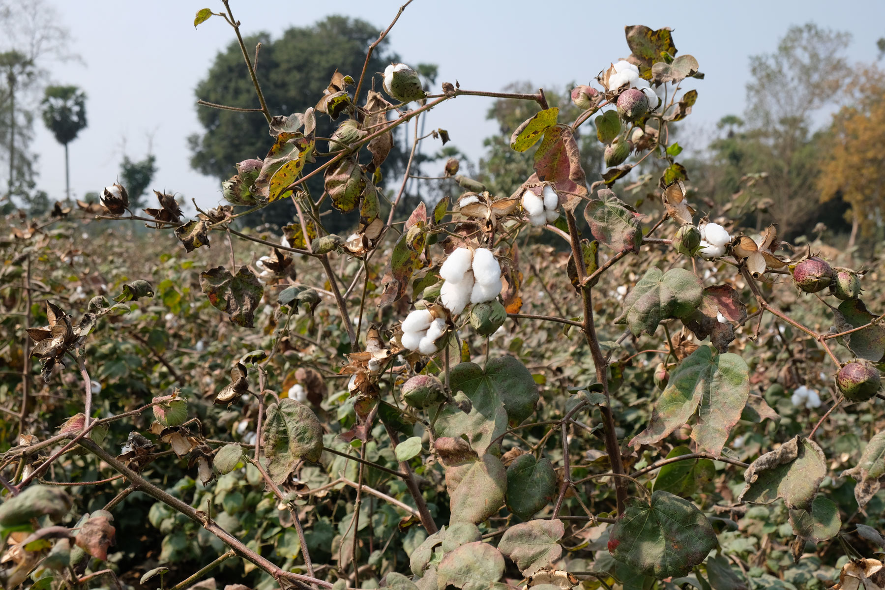 Baumwollpflanzen auf einem Feld in Indien.