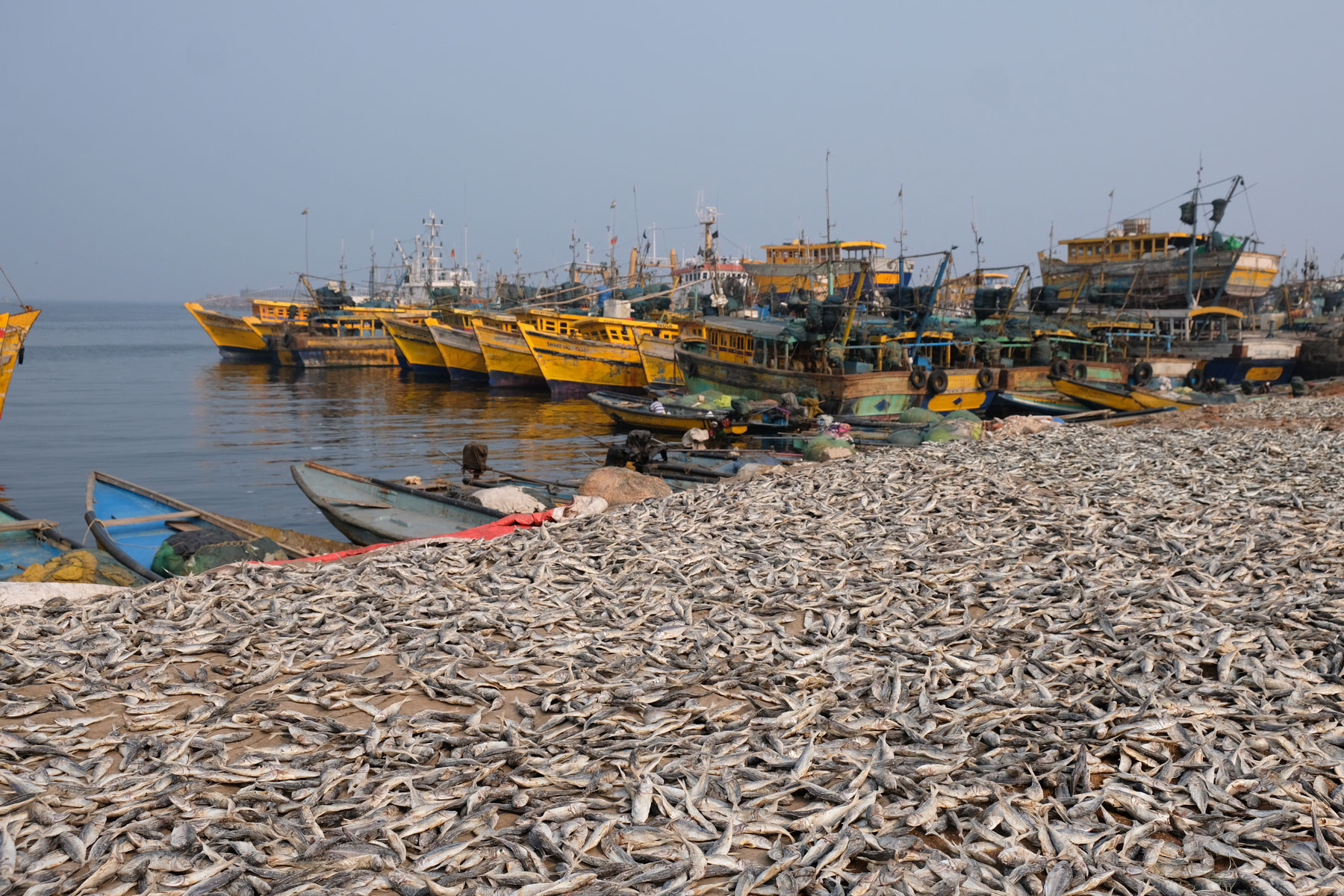 Fische und Fischerboote am Hafen von Visakhapatnam.