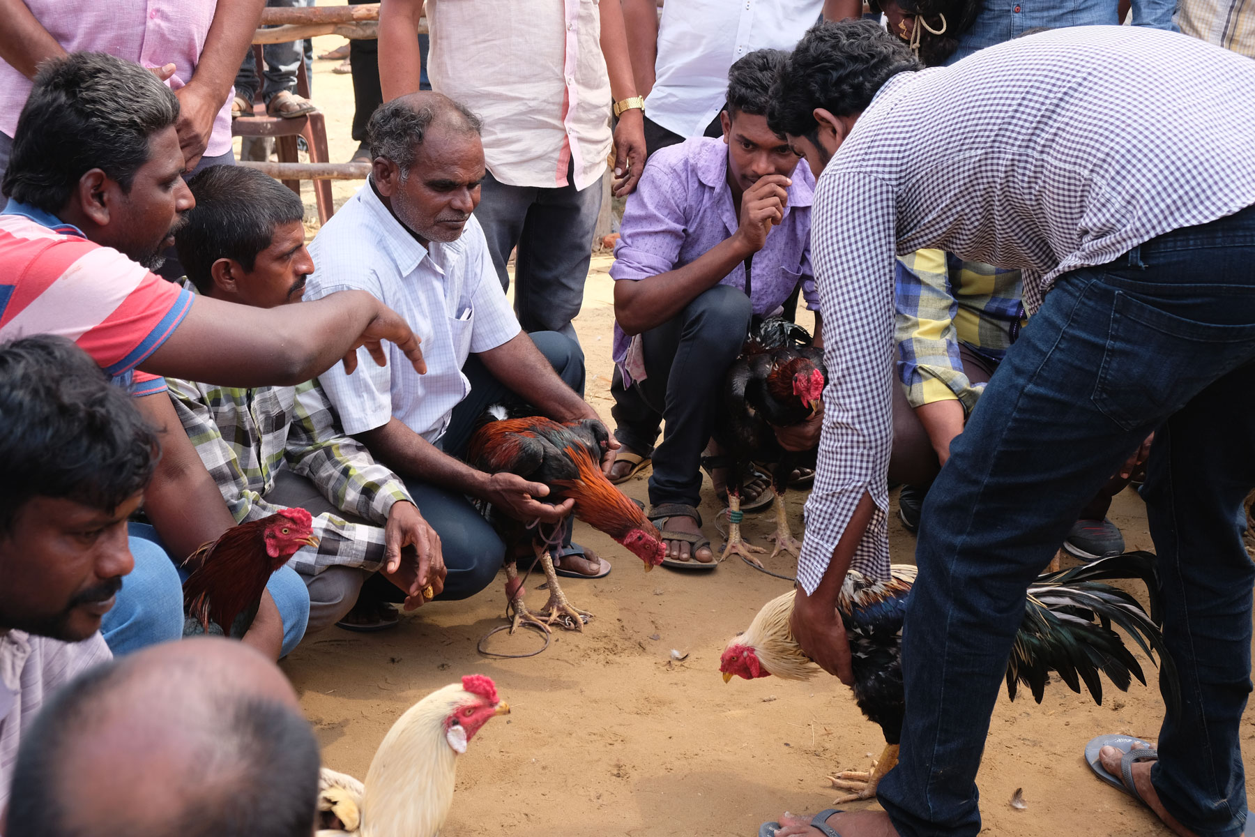 Männer halten beim Sankranthi Festival in Bhimavaram Kampfhähne im Arm.