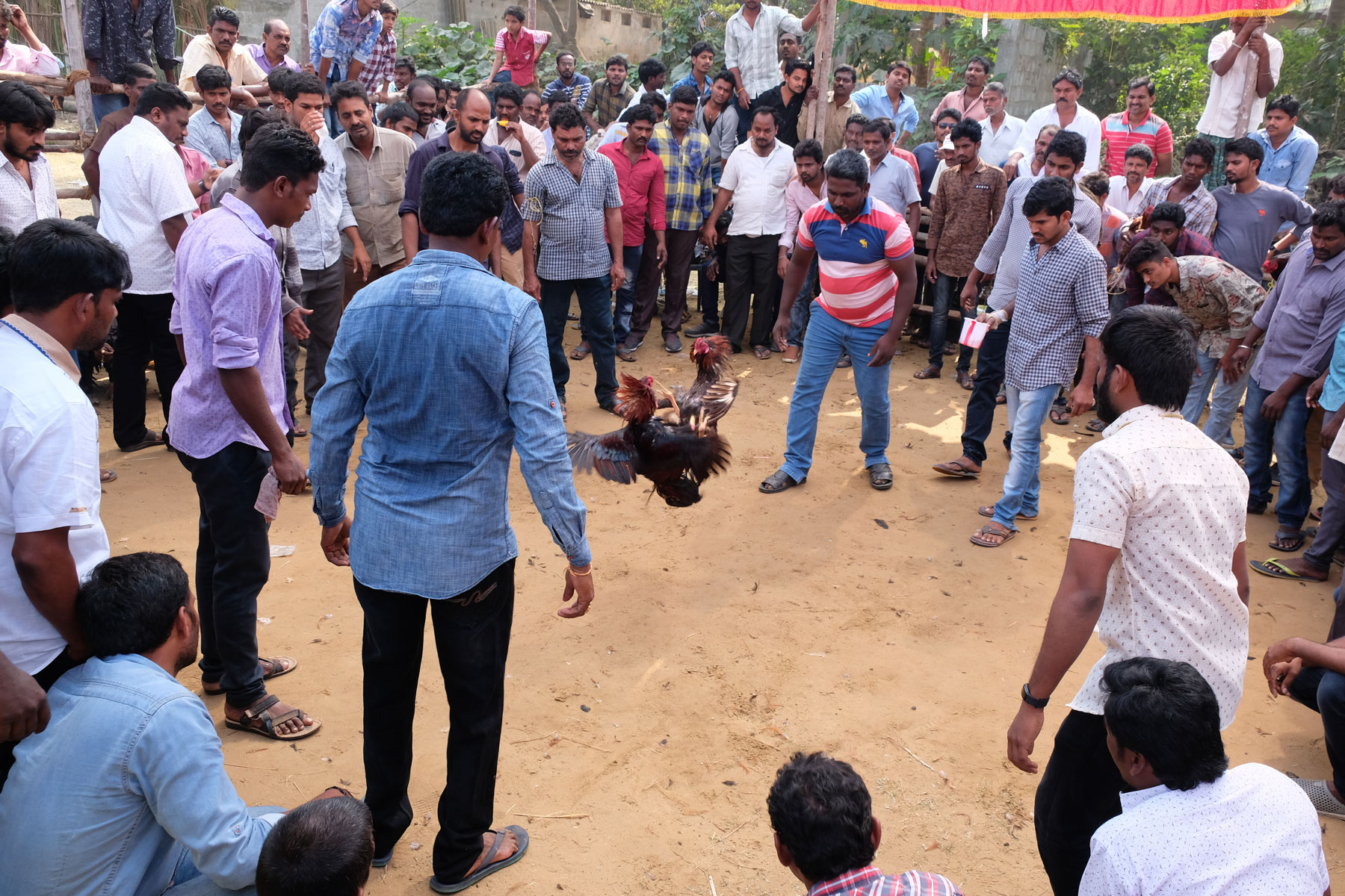 Indische Männer schauen in Bhimavaram zwei kämpfenden Hähnen zu.