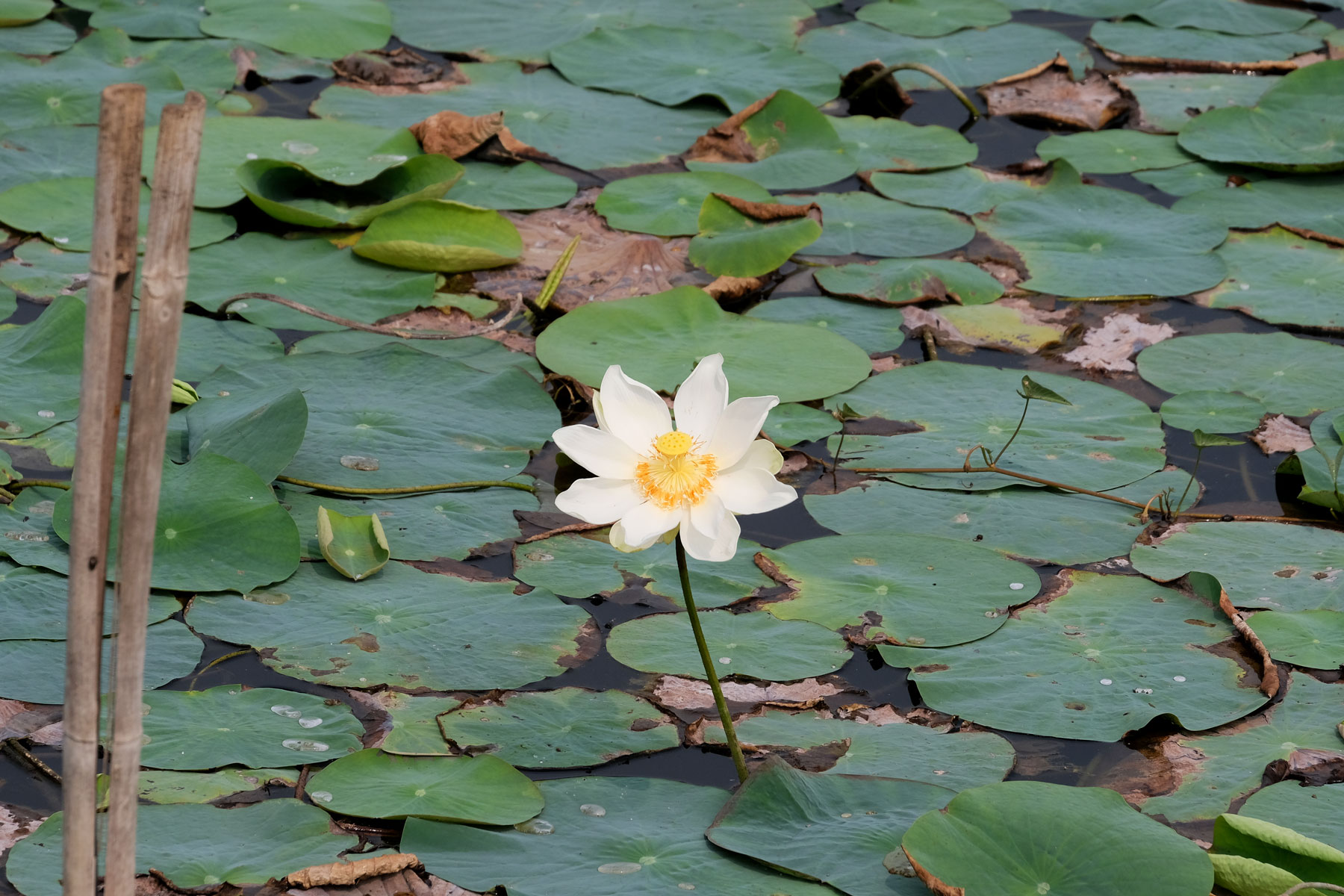 Lotusblüte im Wasser.