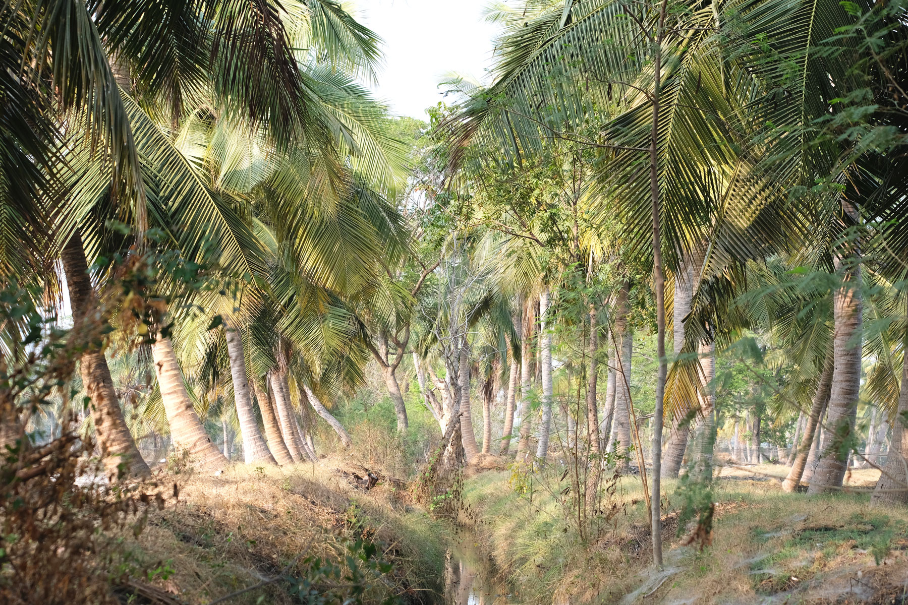 Palmen und ein Wassergraben.