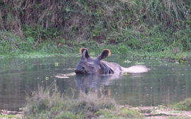 Ein Nashorn schwimmt in einem Teich im Chitwan Nationalpark in Nepal.