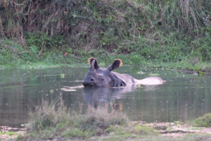 Ein Nashorn schwimmt in einem Teich im Chitwan Nationalpark in Nepal.