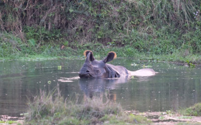 Ein Nashorn schwimmt in einem Teich im Chitwan Nationalpark in Nepal.