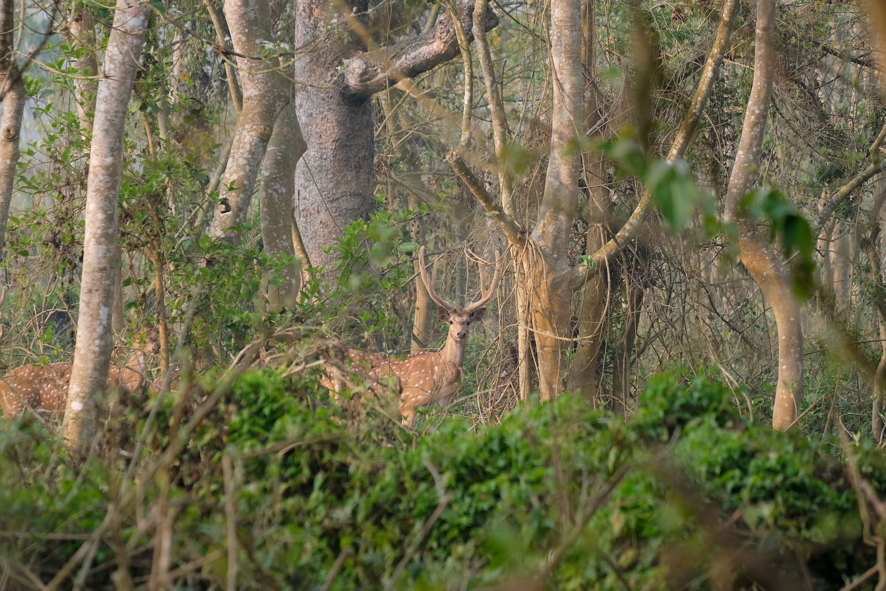 Axishirsche in einem Wald im Chitwan Nationalpark.