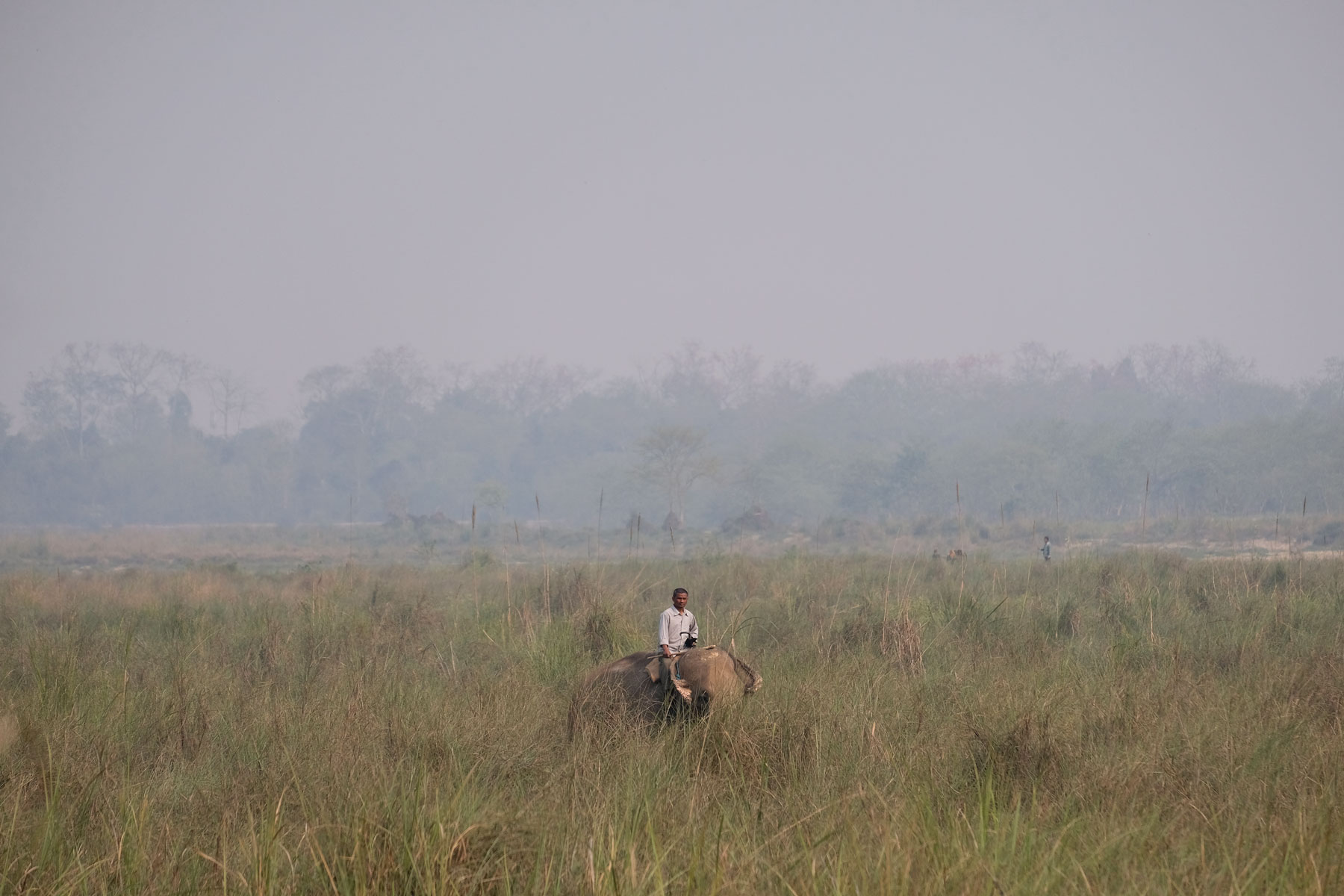 Ein Mann reitet auf einem Elefant durch hohes Gras im Chitwan Nationalpark.