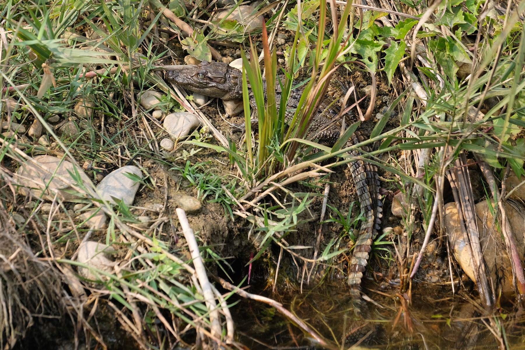 Ein kleines Krokodil im Gras am Rand eines Wasserlochs im Chitwan Nationalpark.