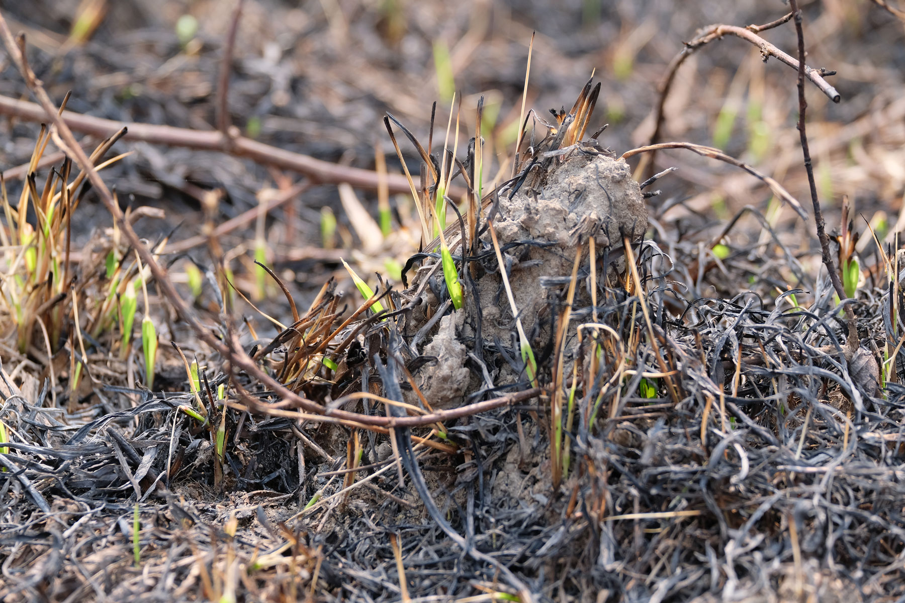 Neue Triebe in verbranntem Gras.